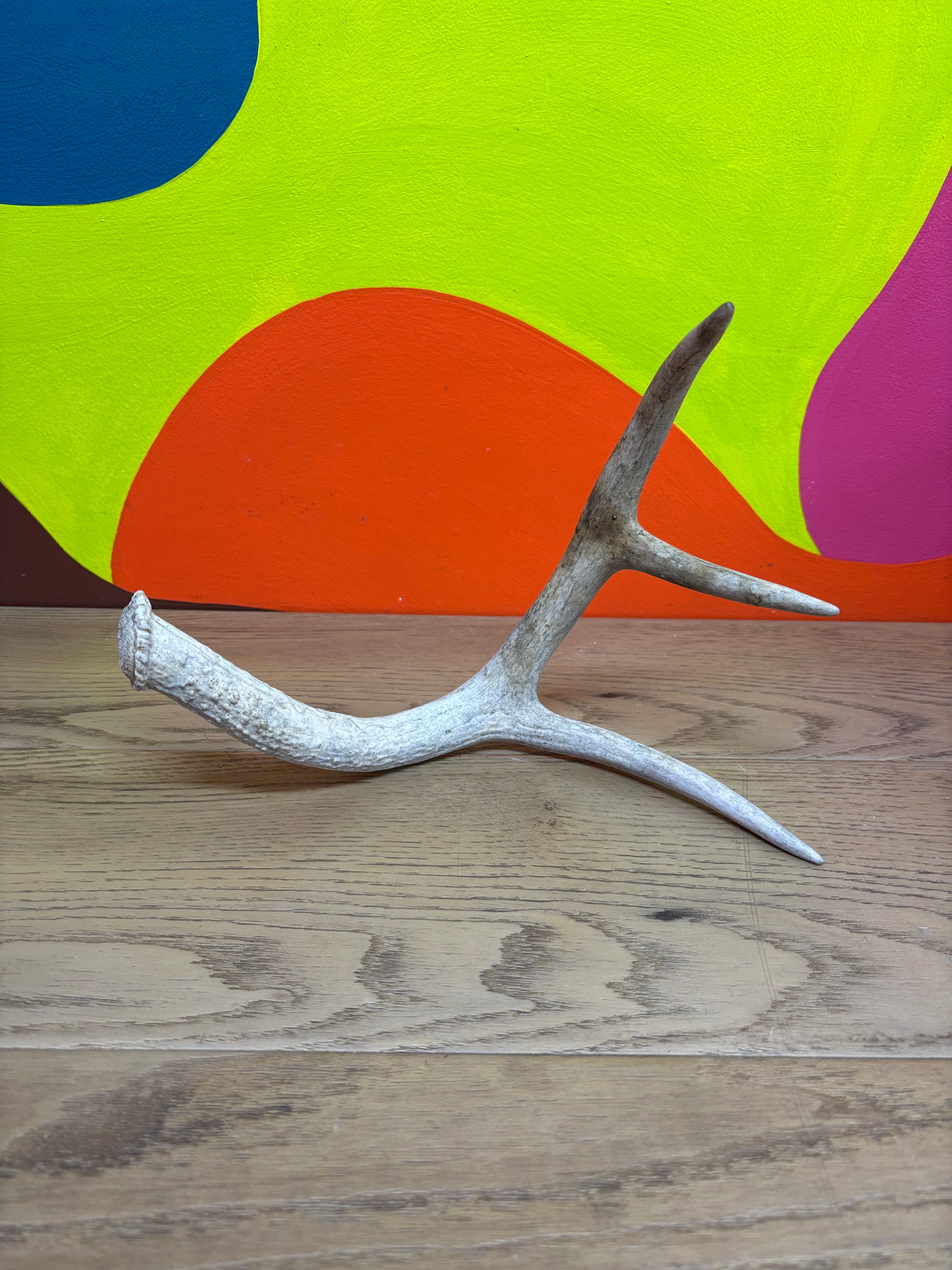 Antler