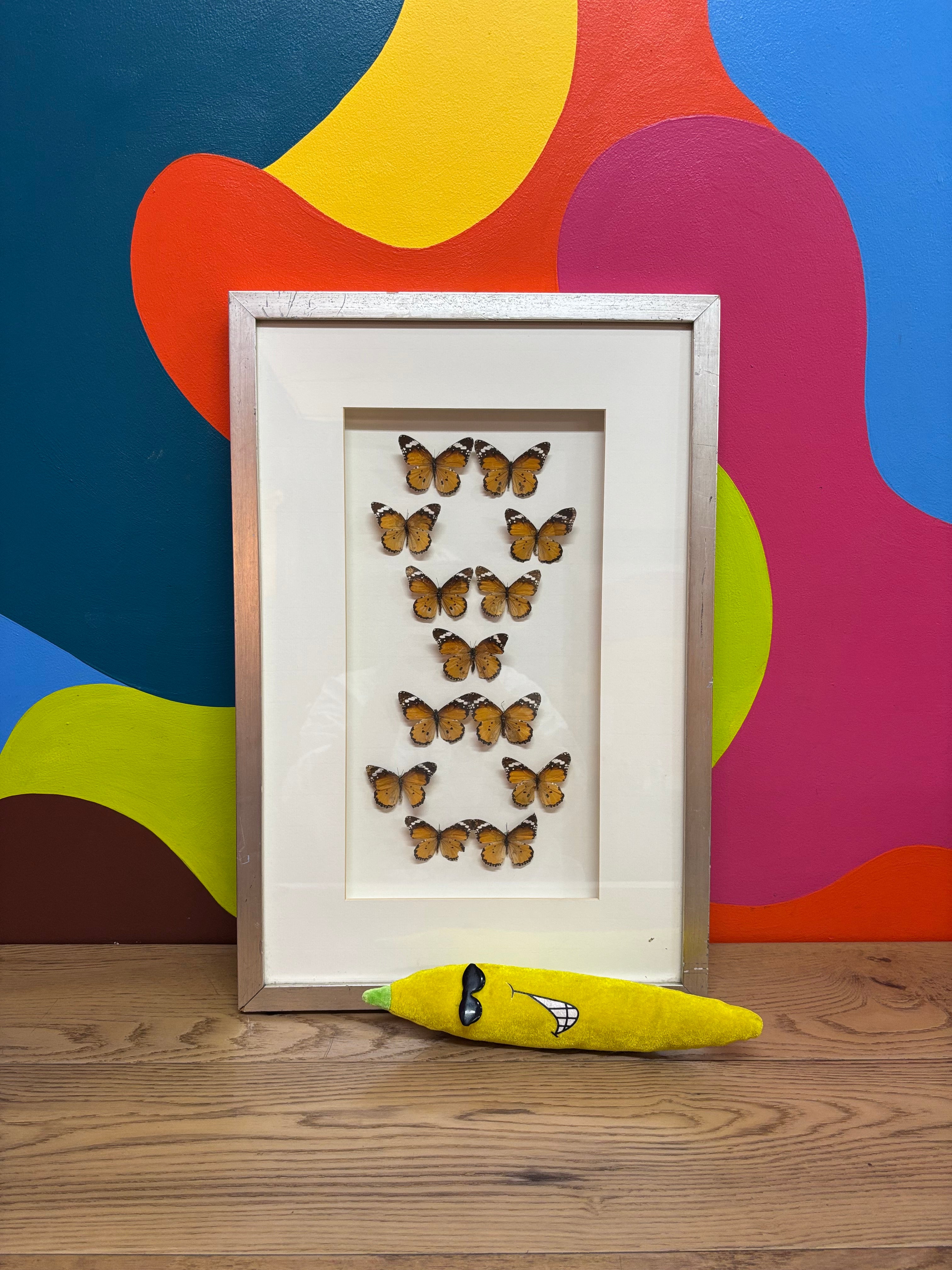 Framed Butterfly Art