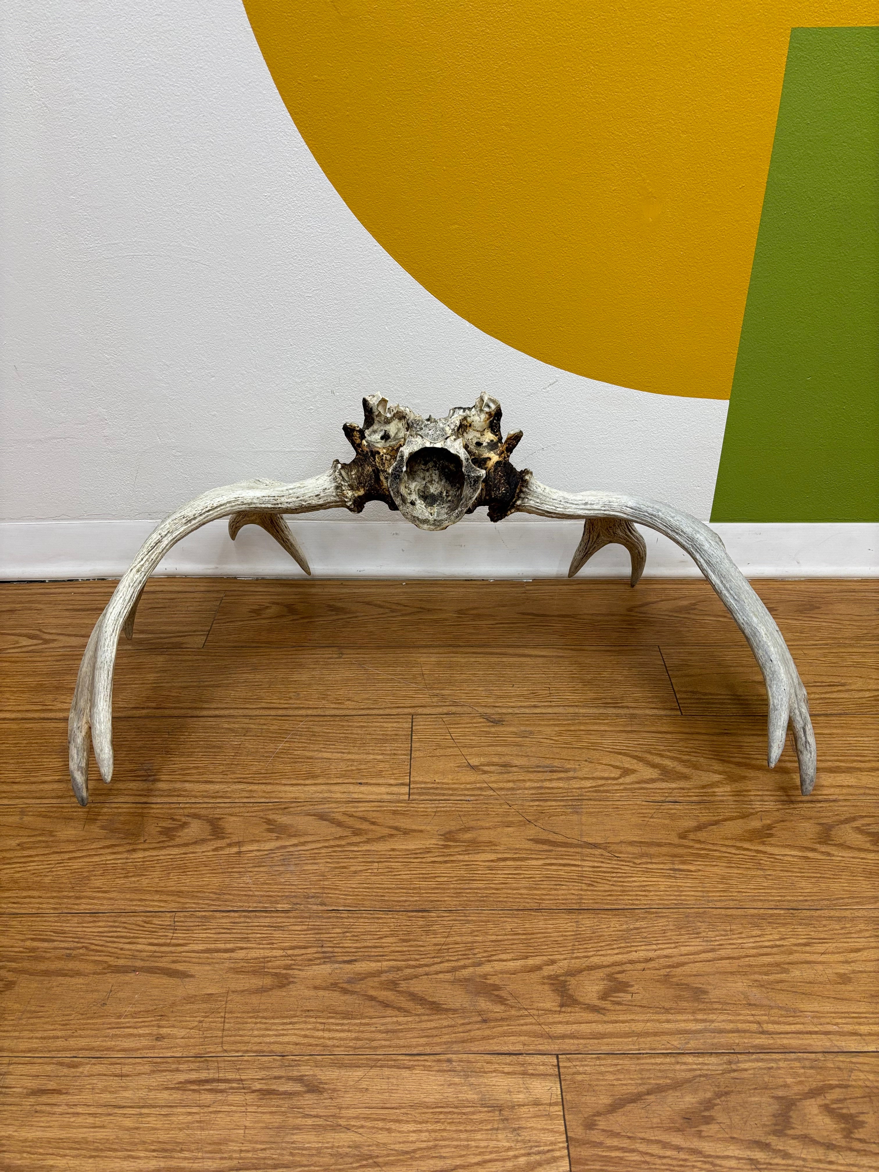 Taxidermy Antlers