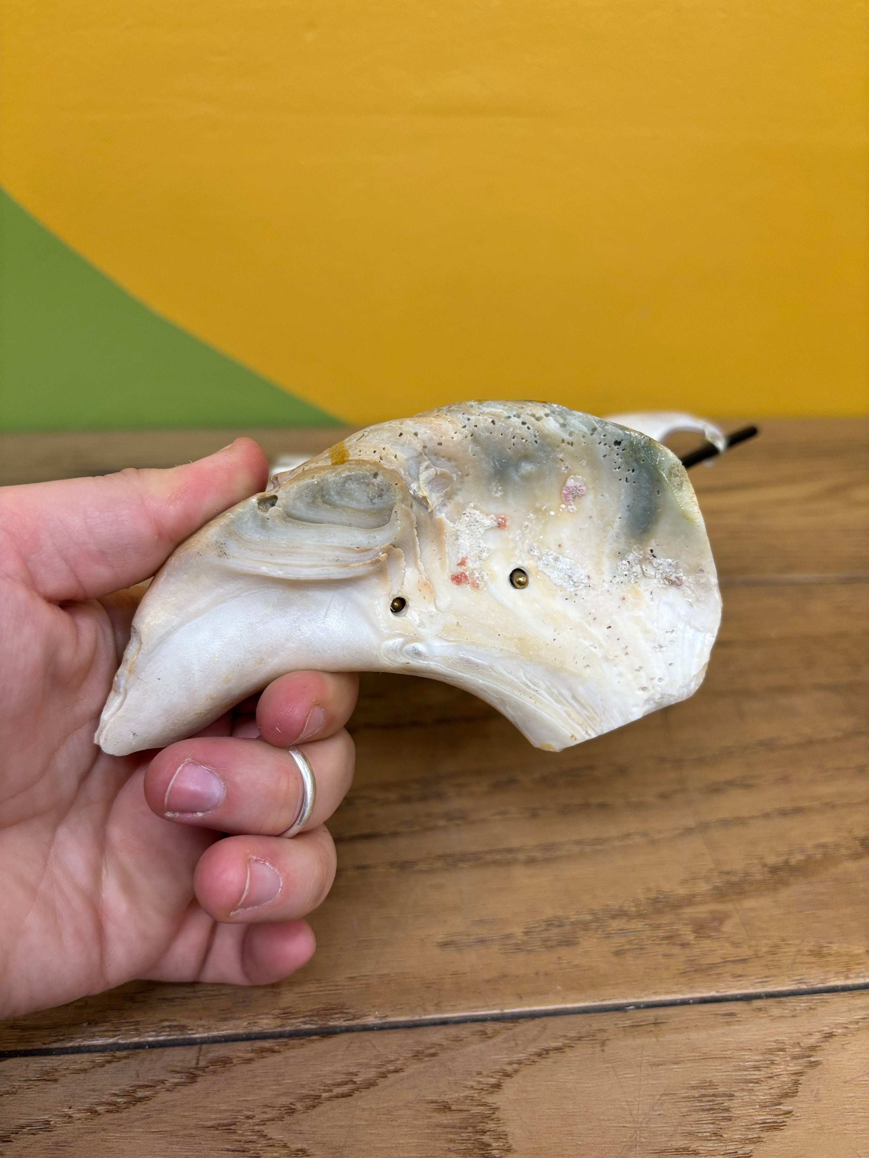 Small Shell Boat
