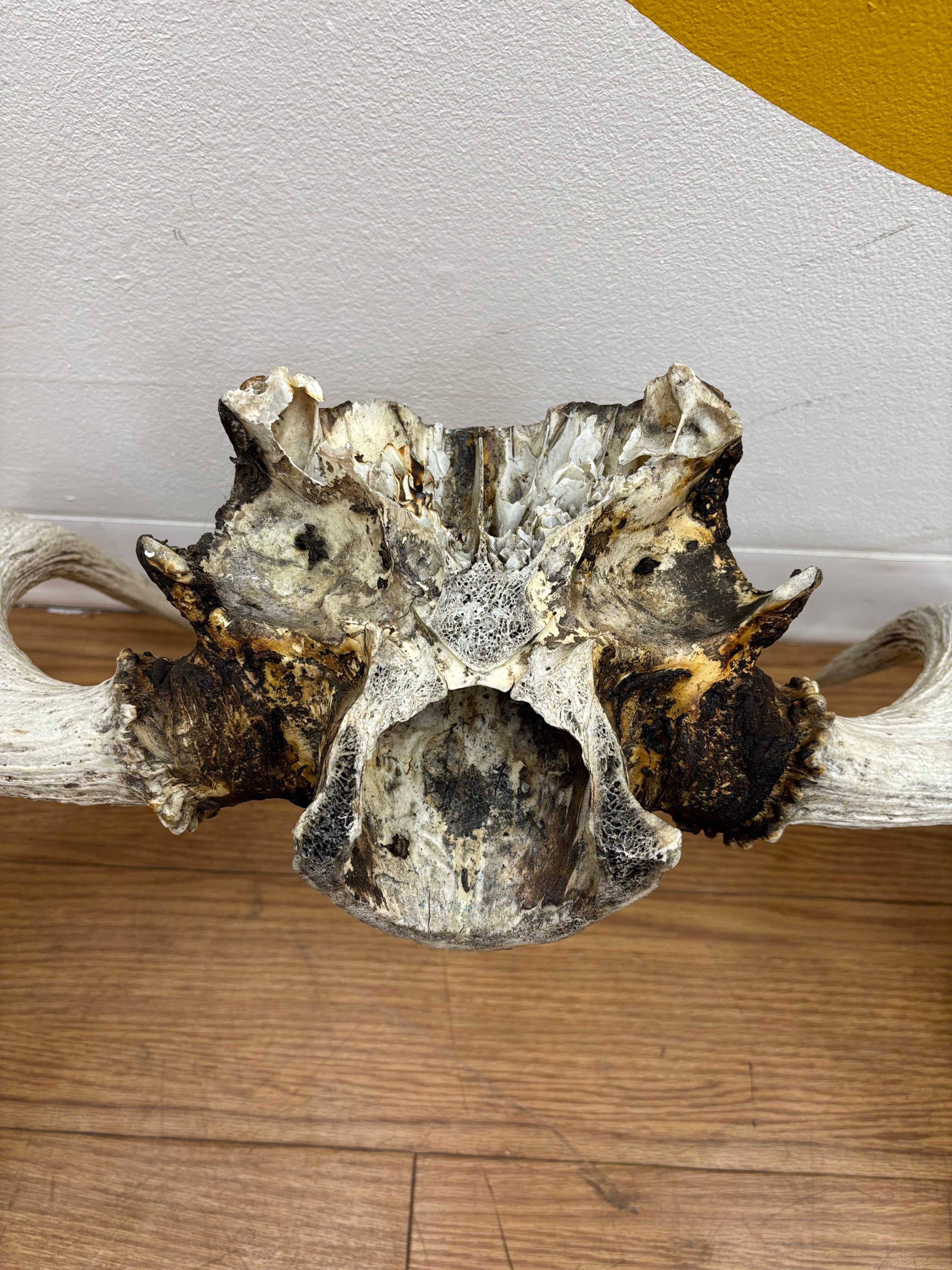 Taxidermy Antlers