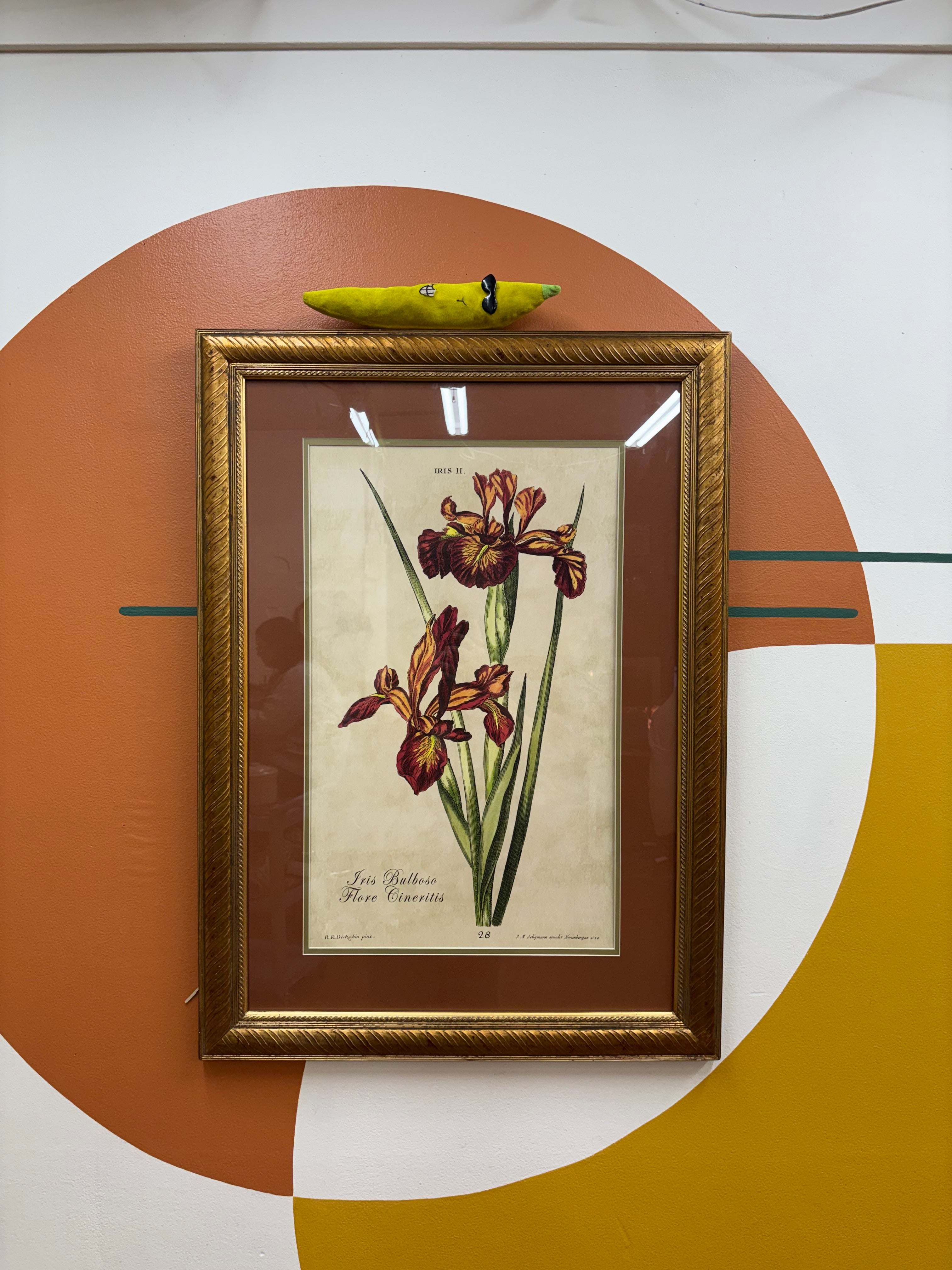 Framed Botanical Print "Iris Bulbosa Flore Cineritis"