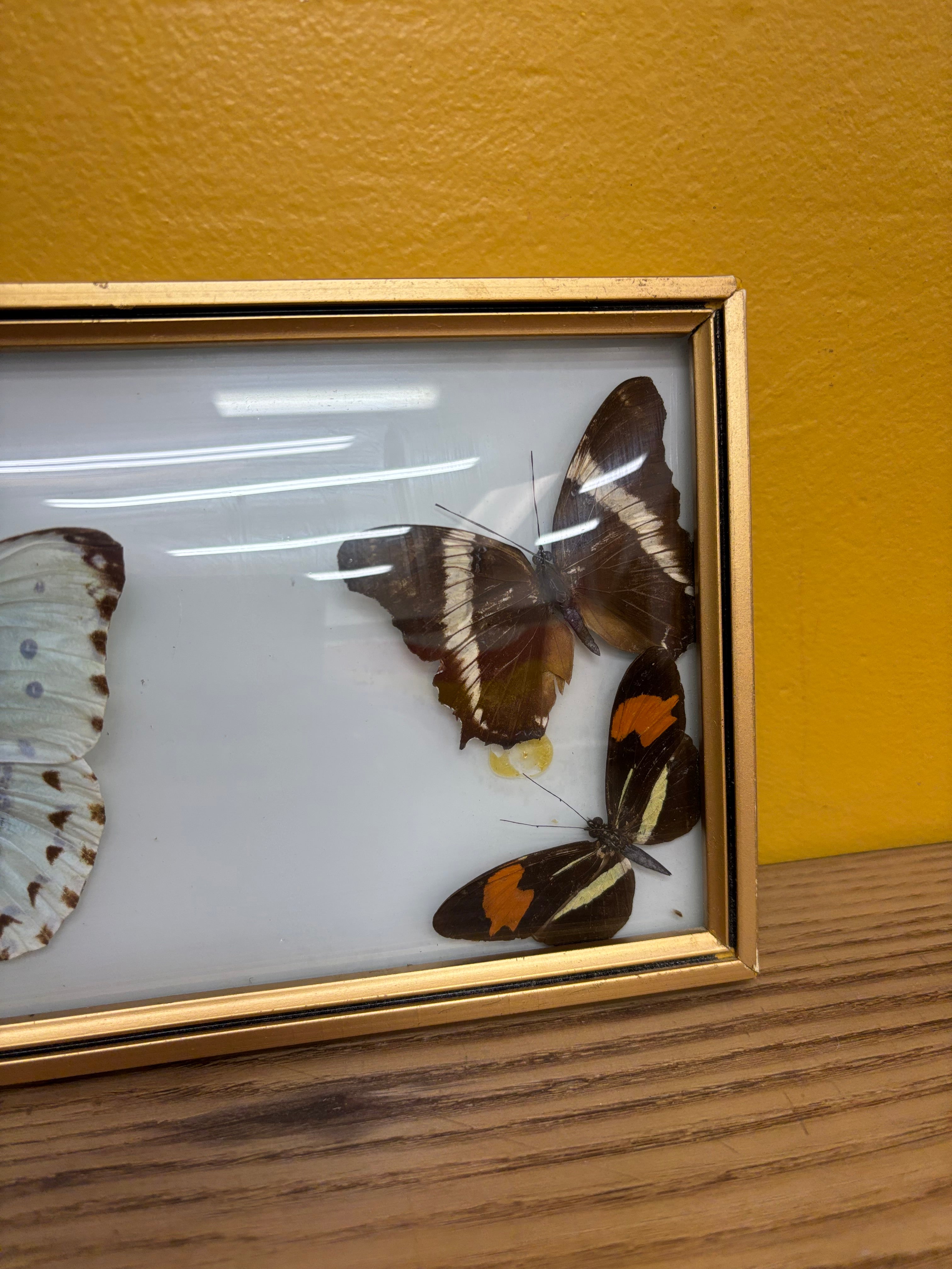 Framed Butterfly Collection