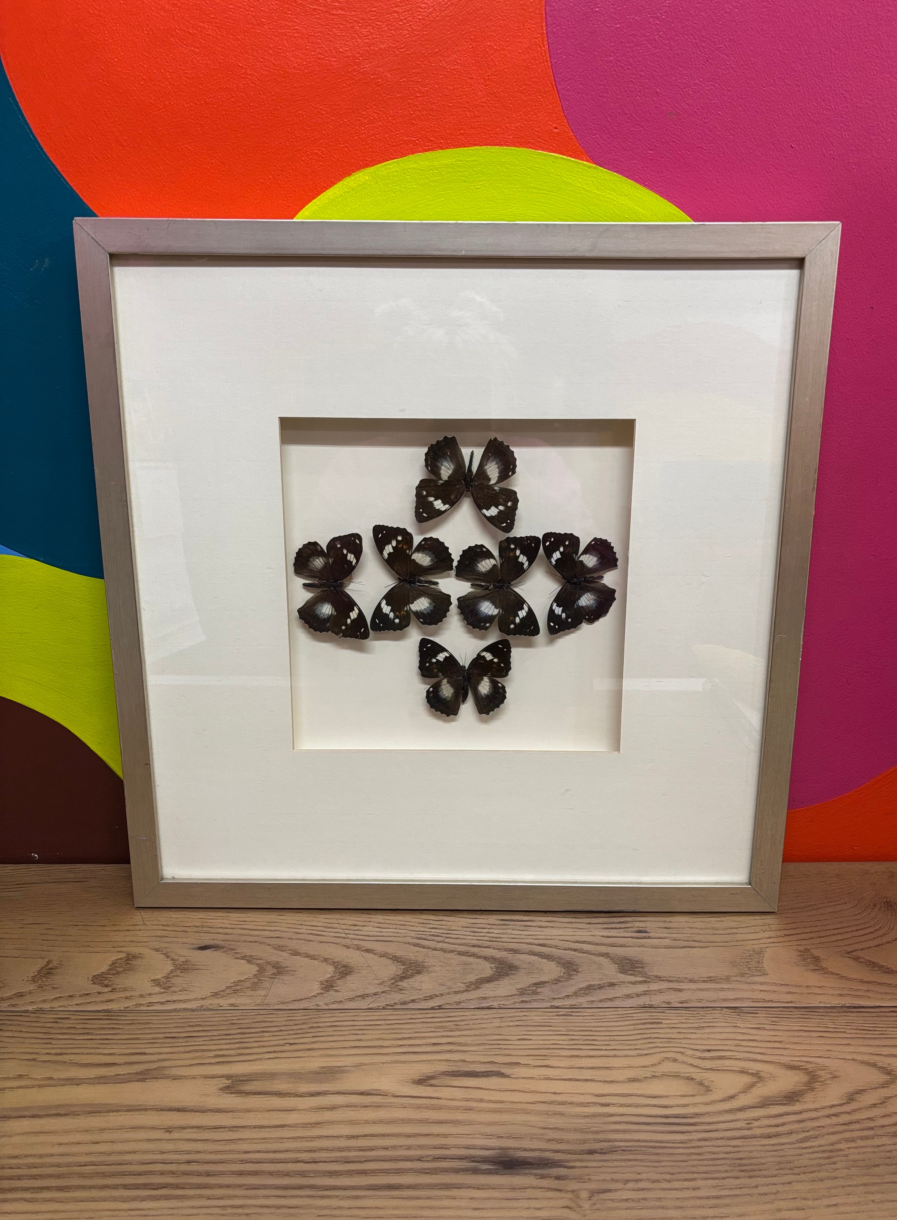 Butterfly Art