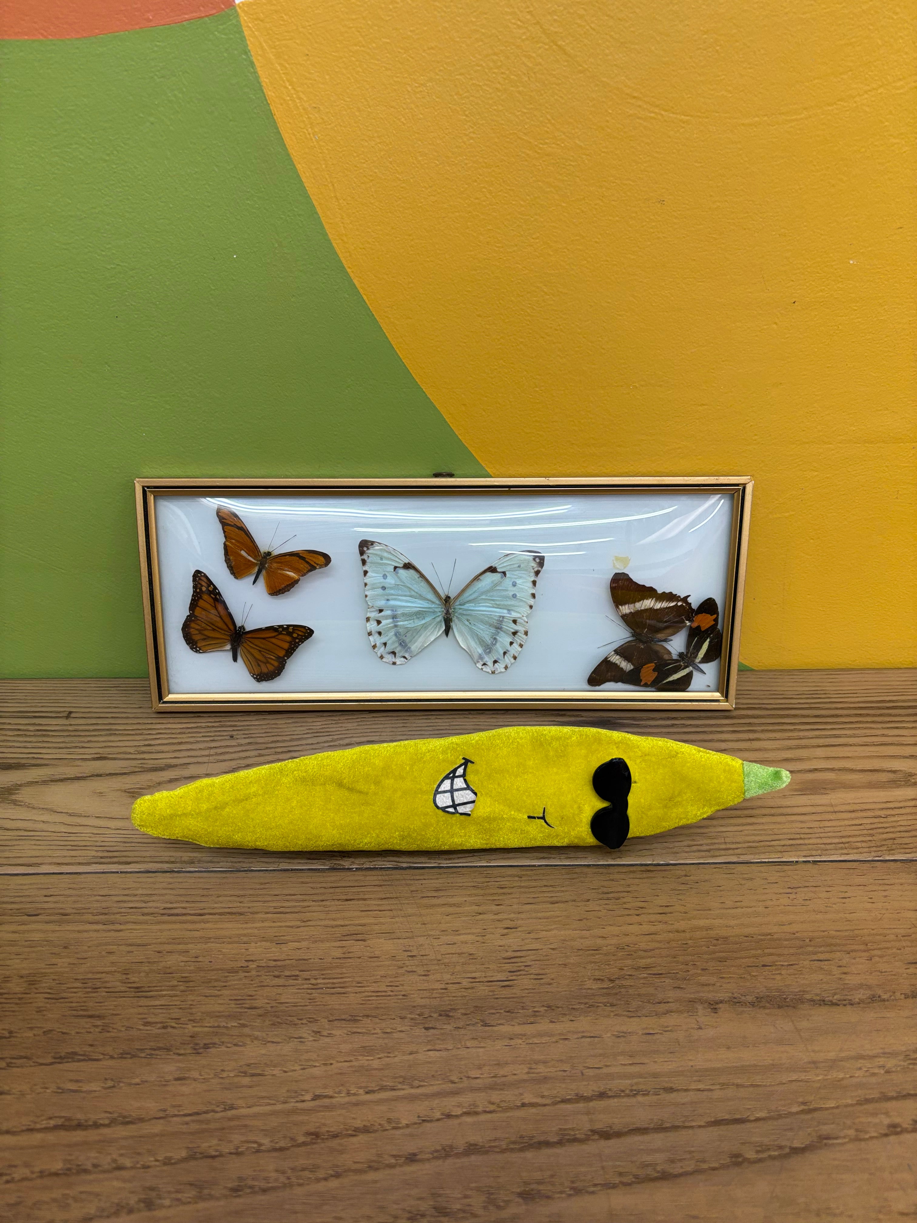 Framed Butterfly Collection