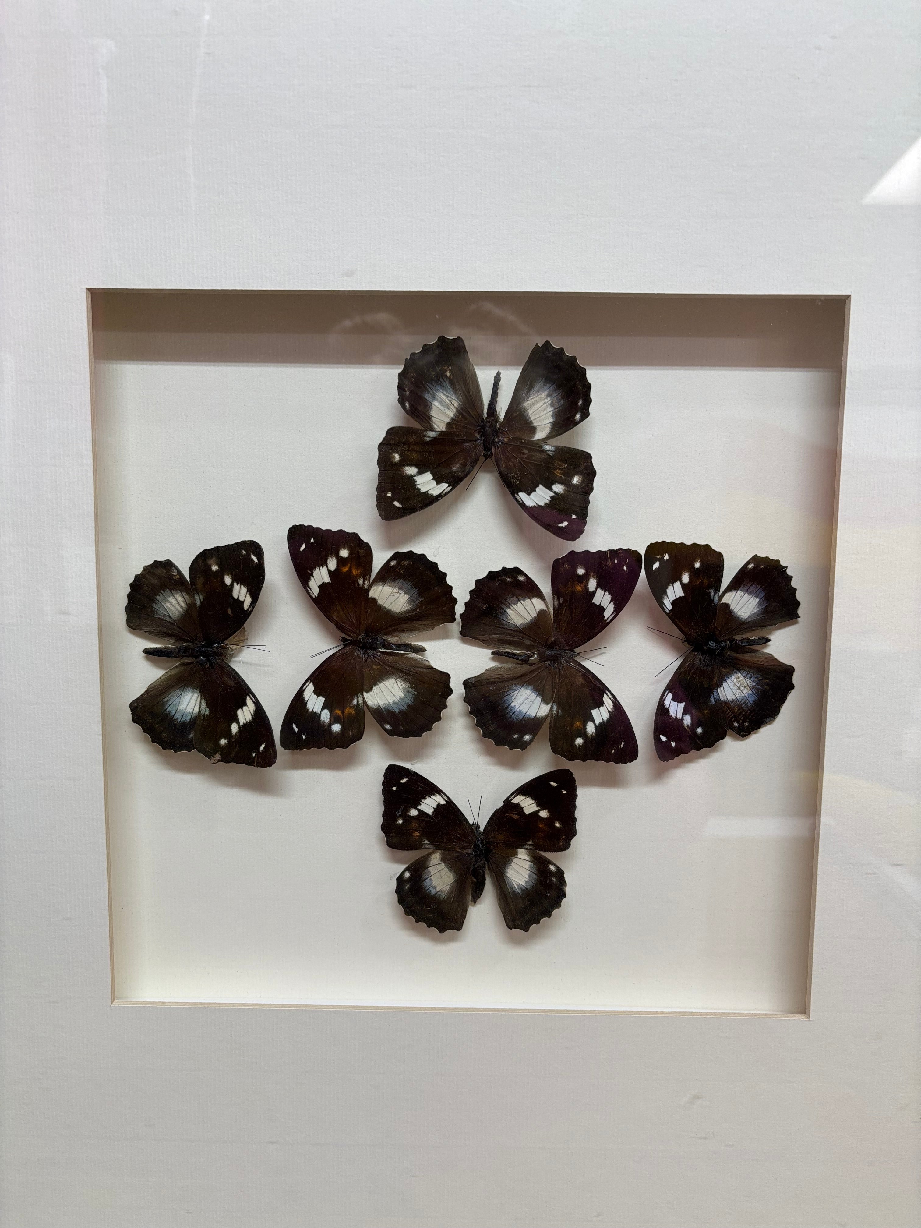 Butterfly Art