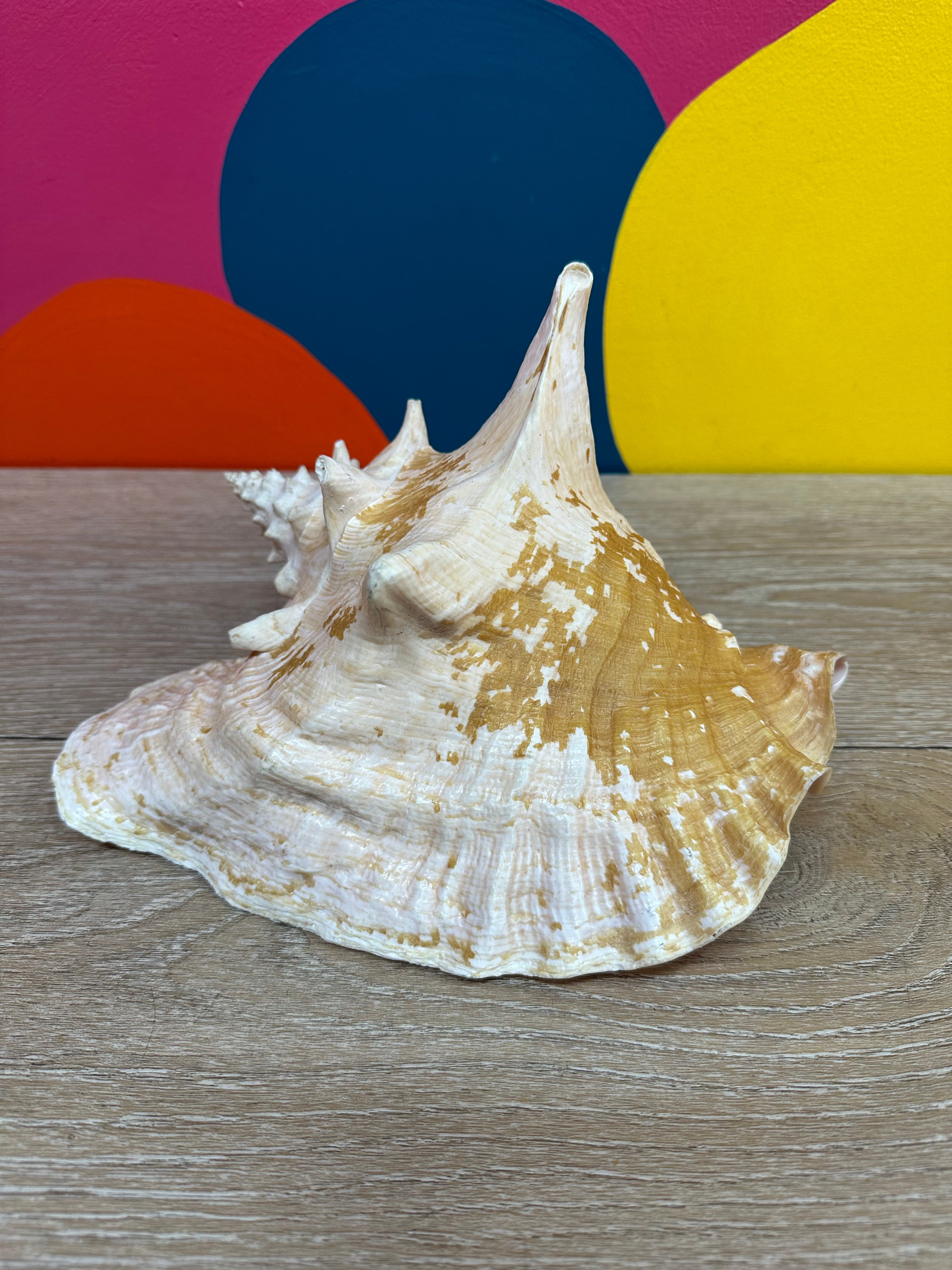 Giant Shell