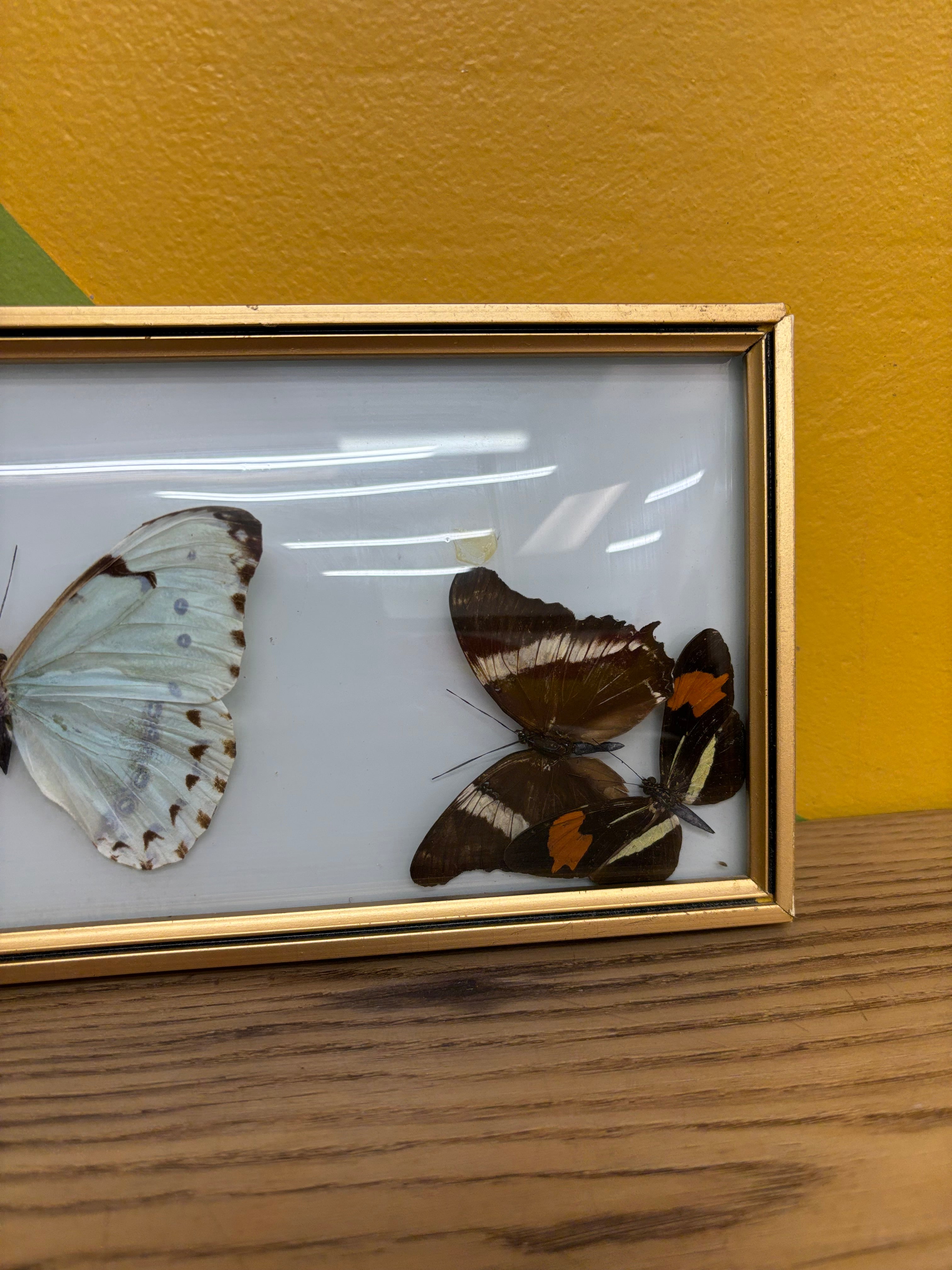 Framed Butterfly Collection