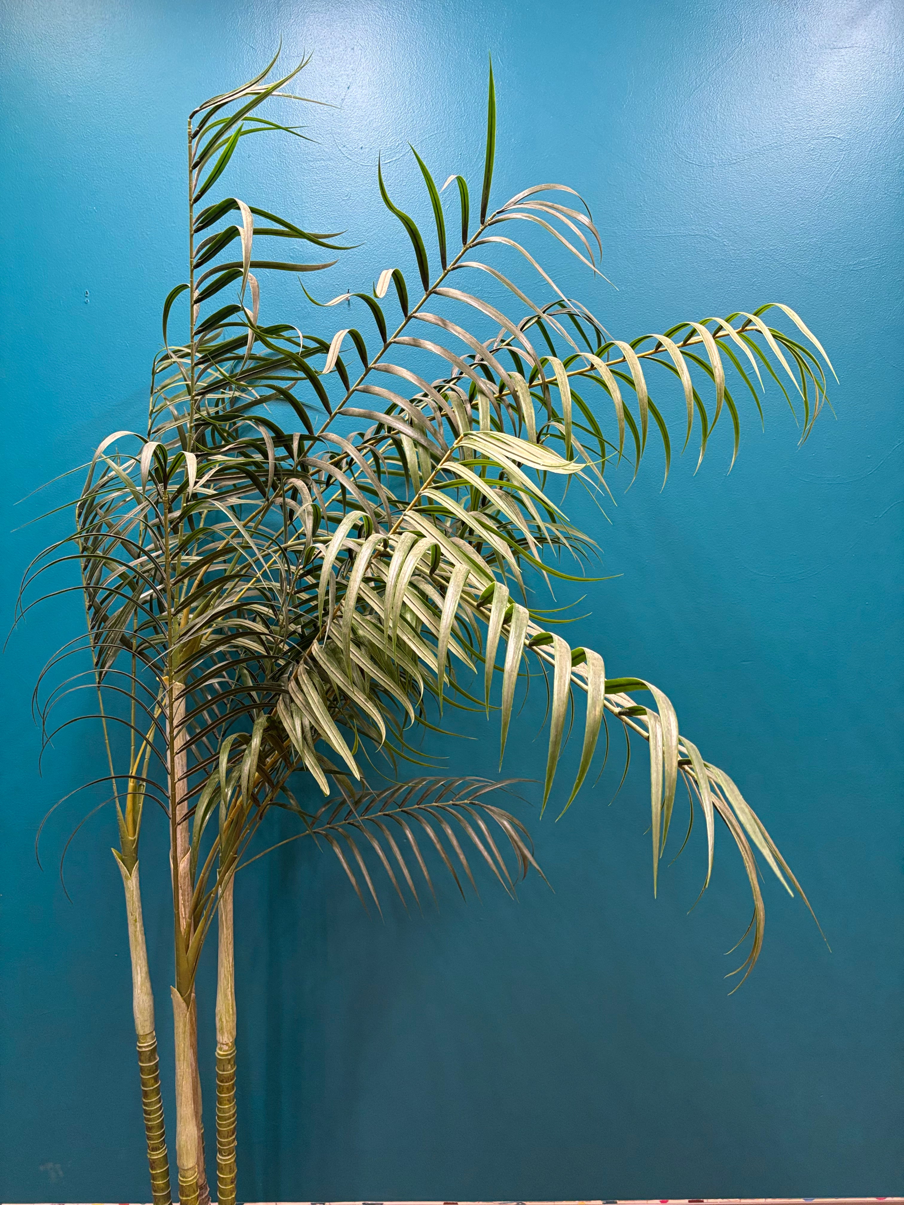 Artificial Tree (2 available)