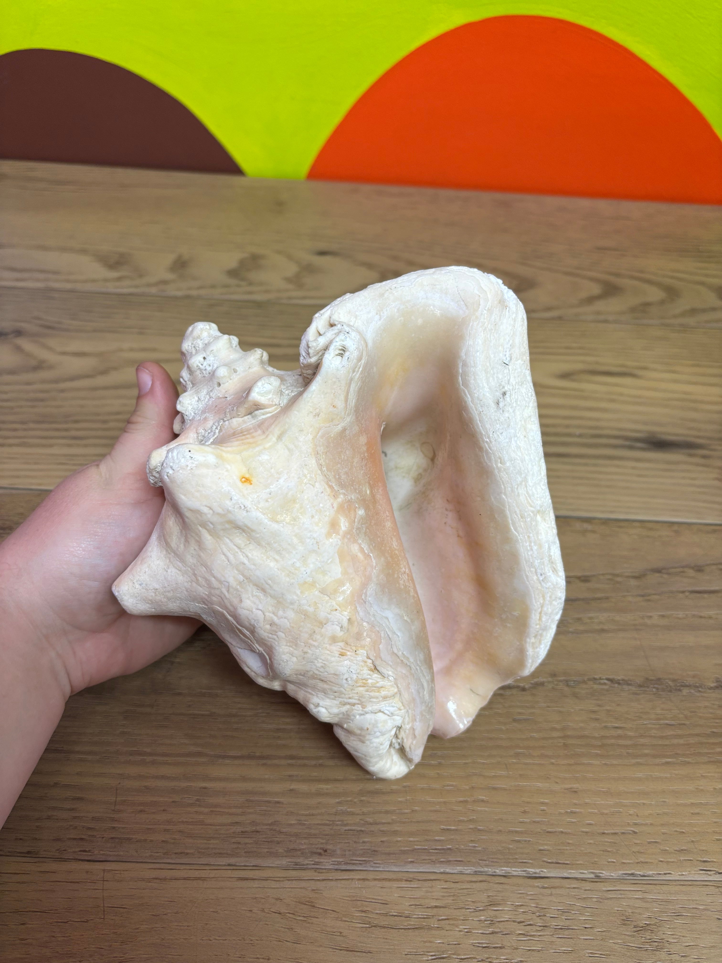 Large Sized Conch Shell