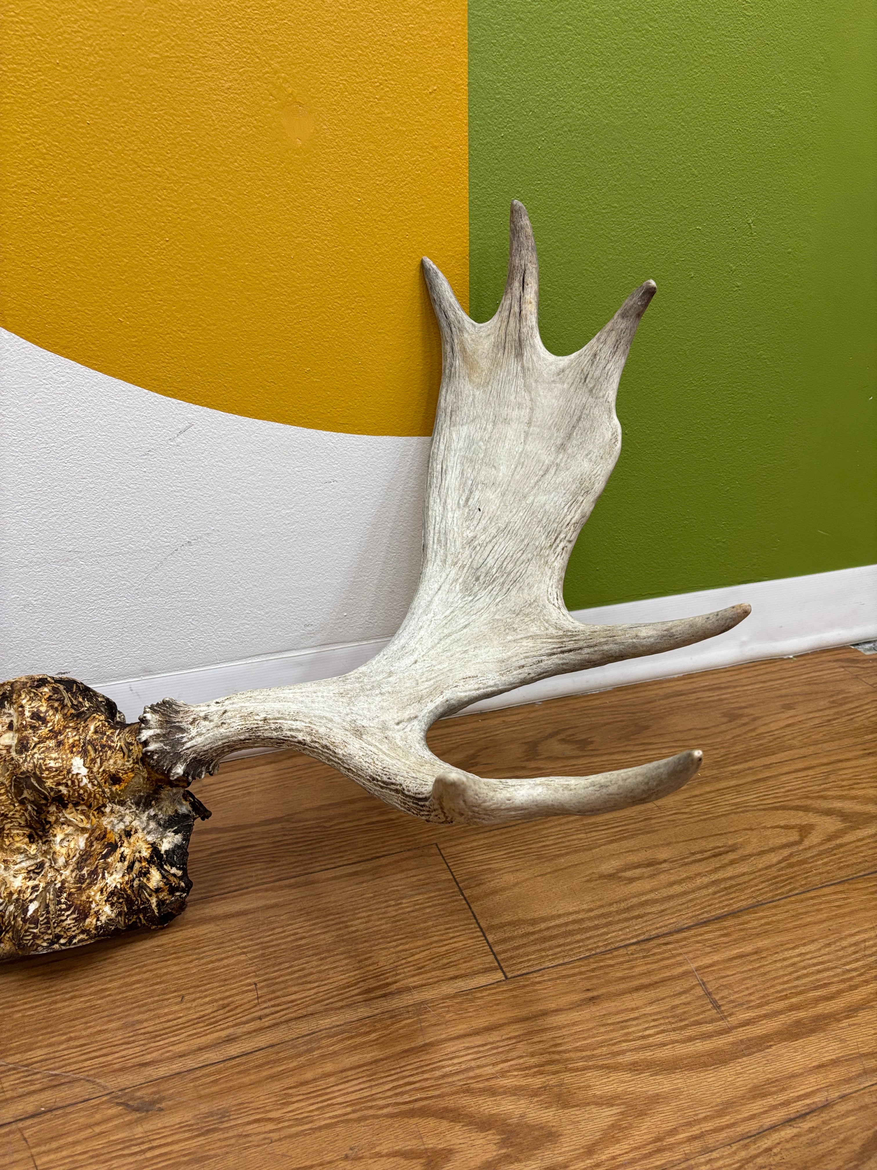 Taxidermy Antlers