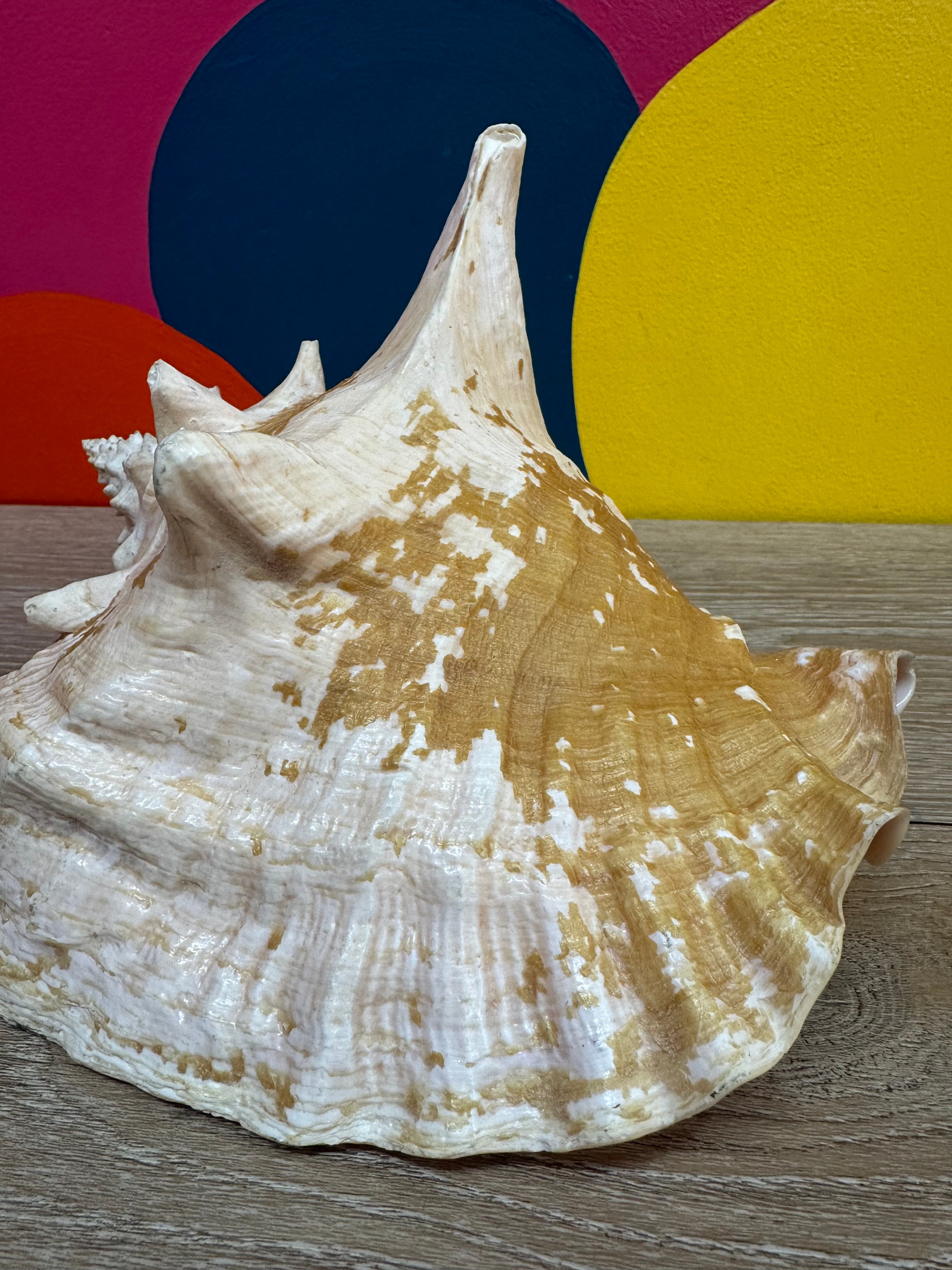 Giant Shell