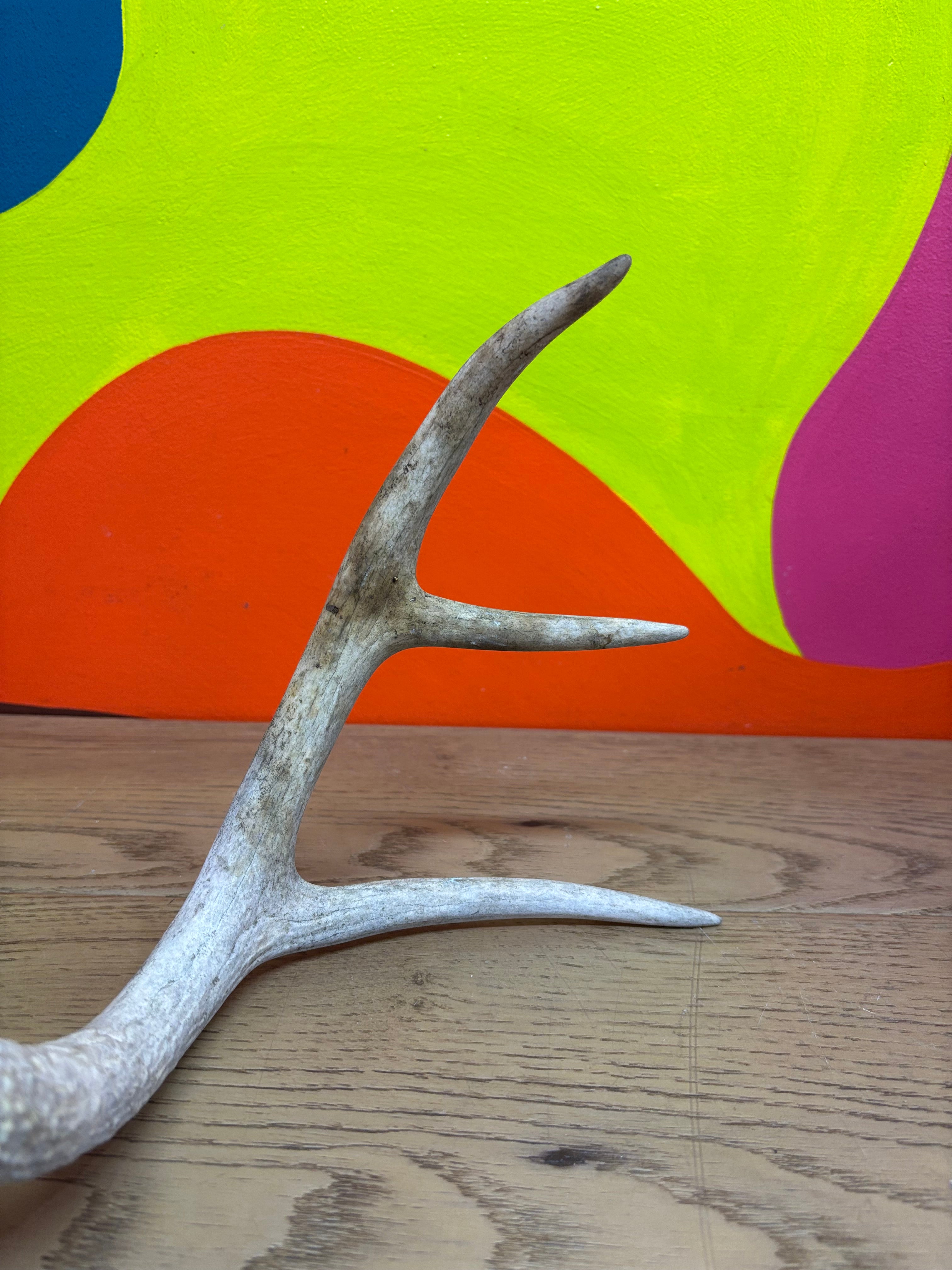 Antler