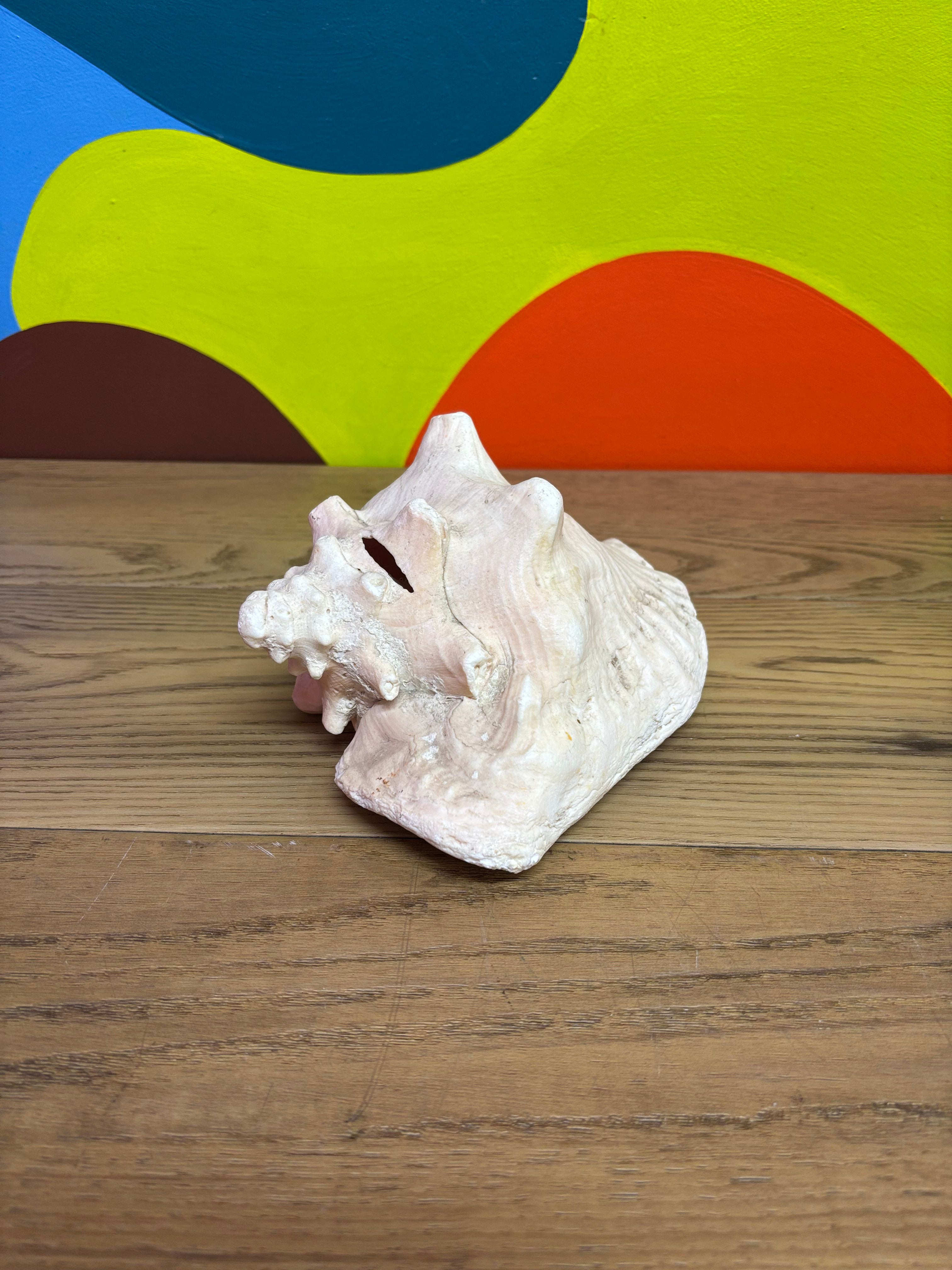 Large Sized Conch Shell