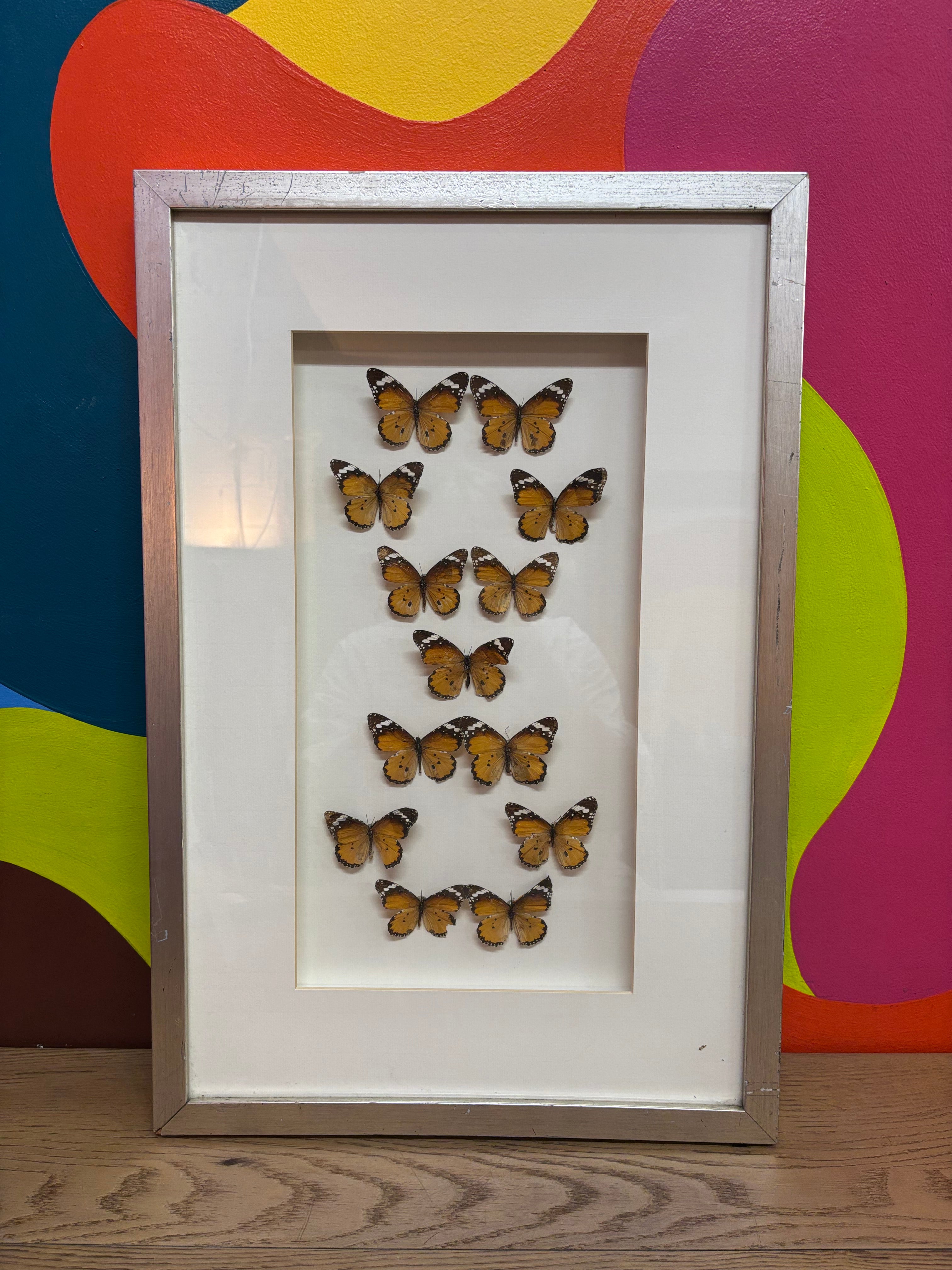 Framed Butterfly Art