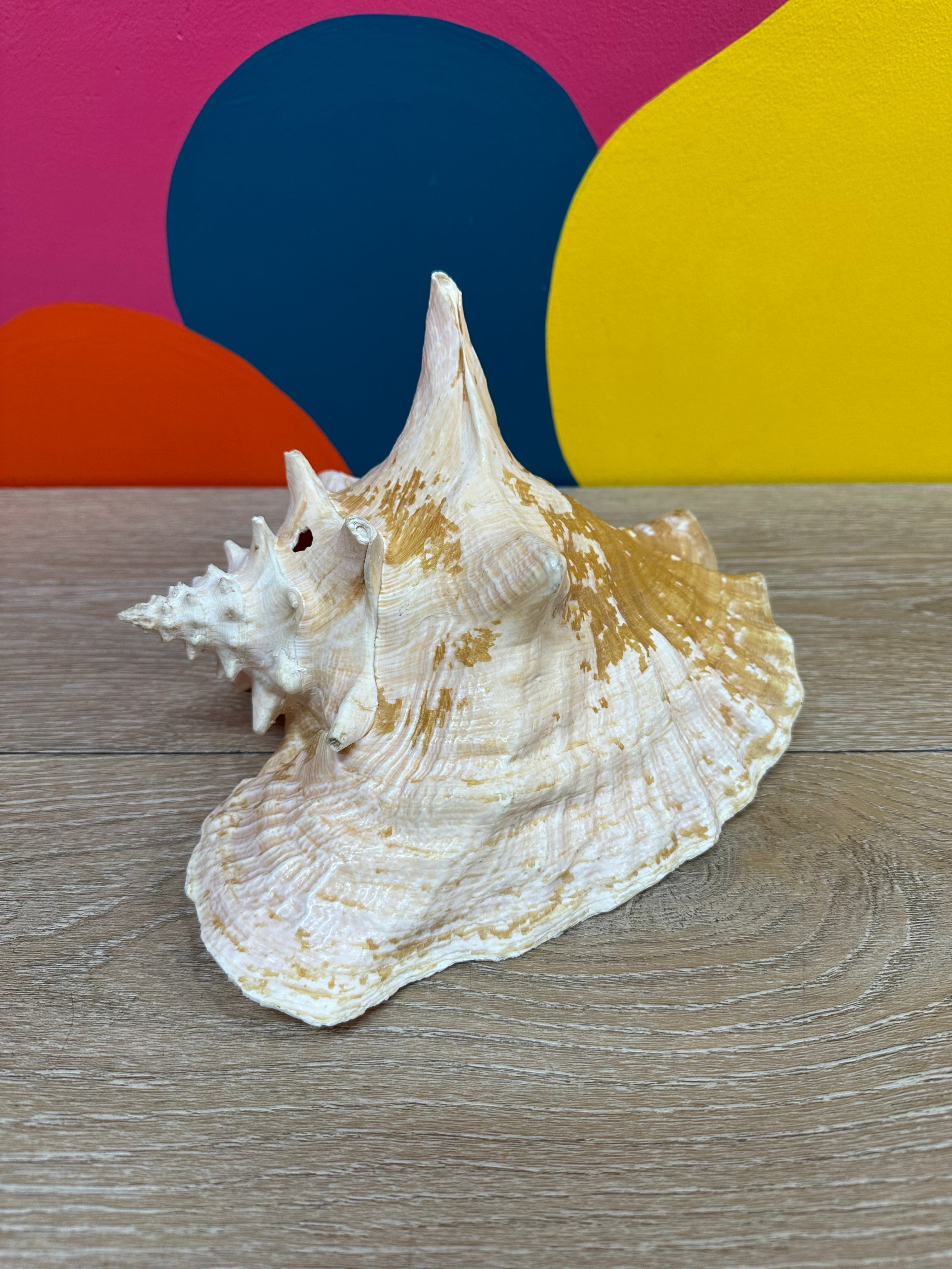 Giant Shell