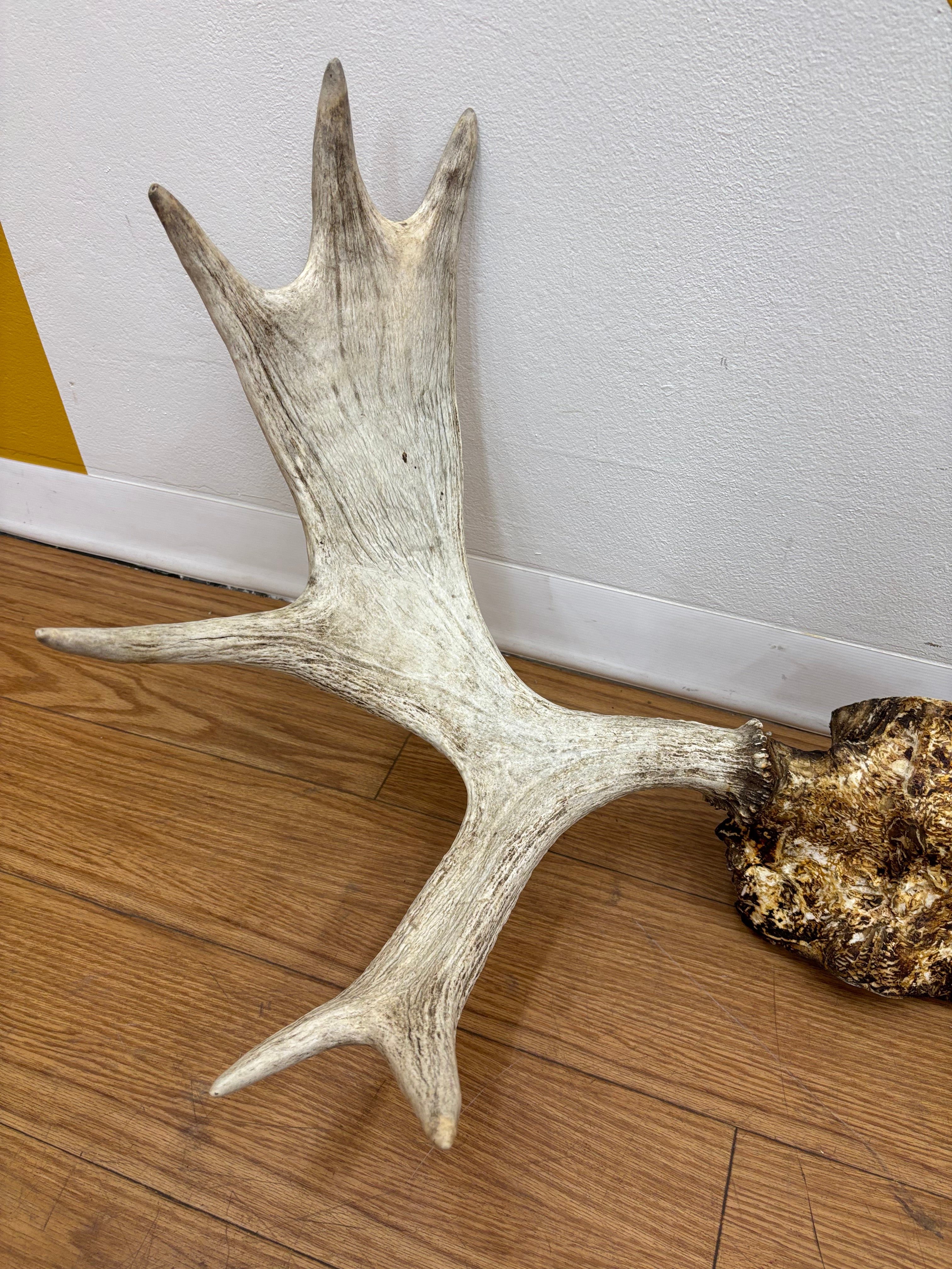 Taxidermy Antlers
