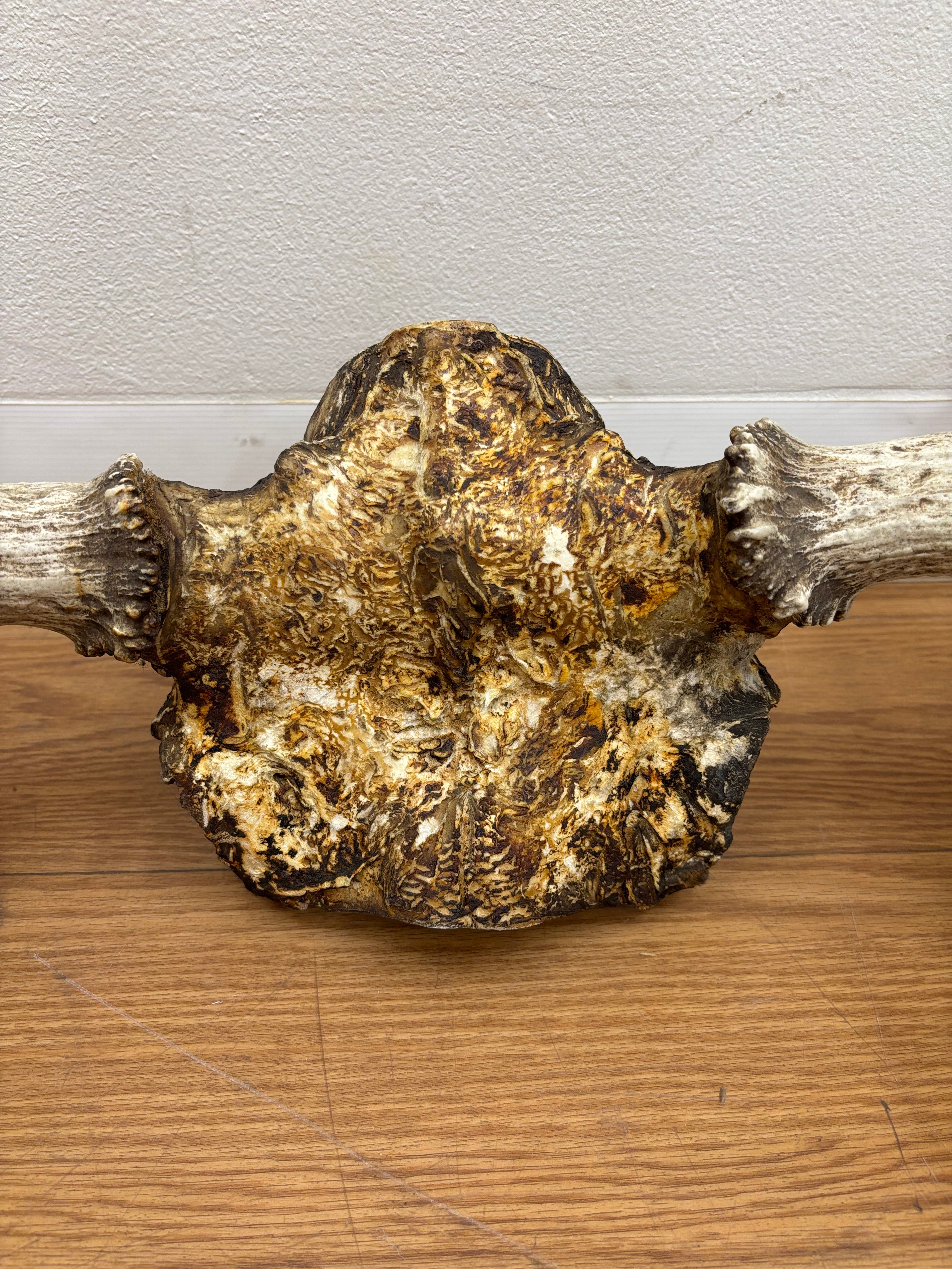 Taxidermy Antlers