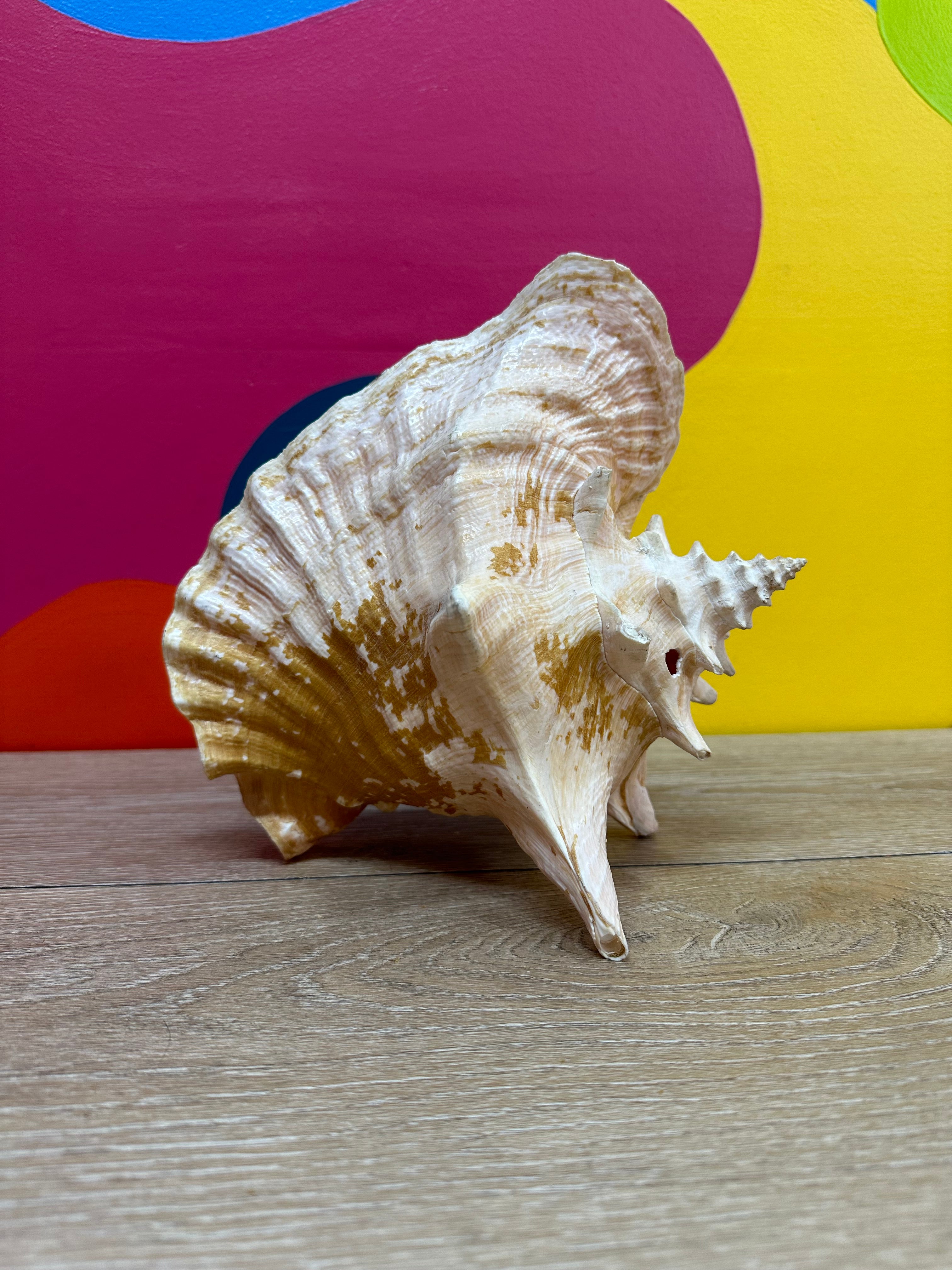 Giant Shell