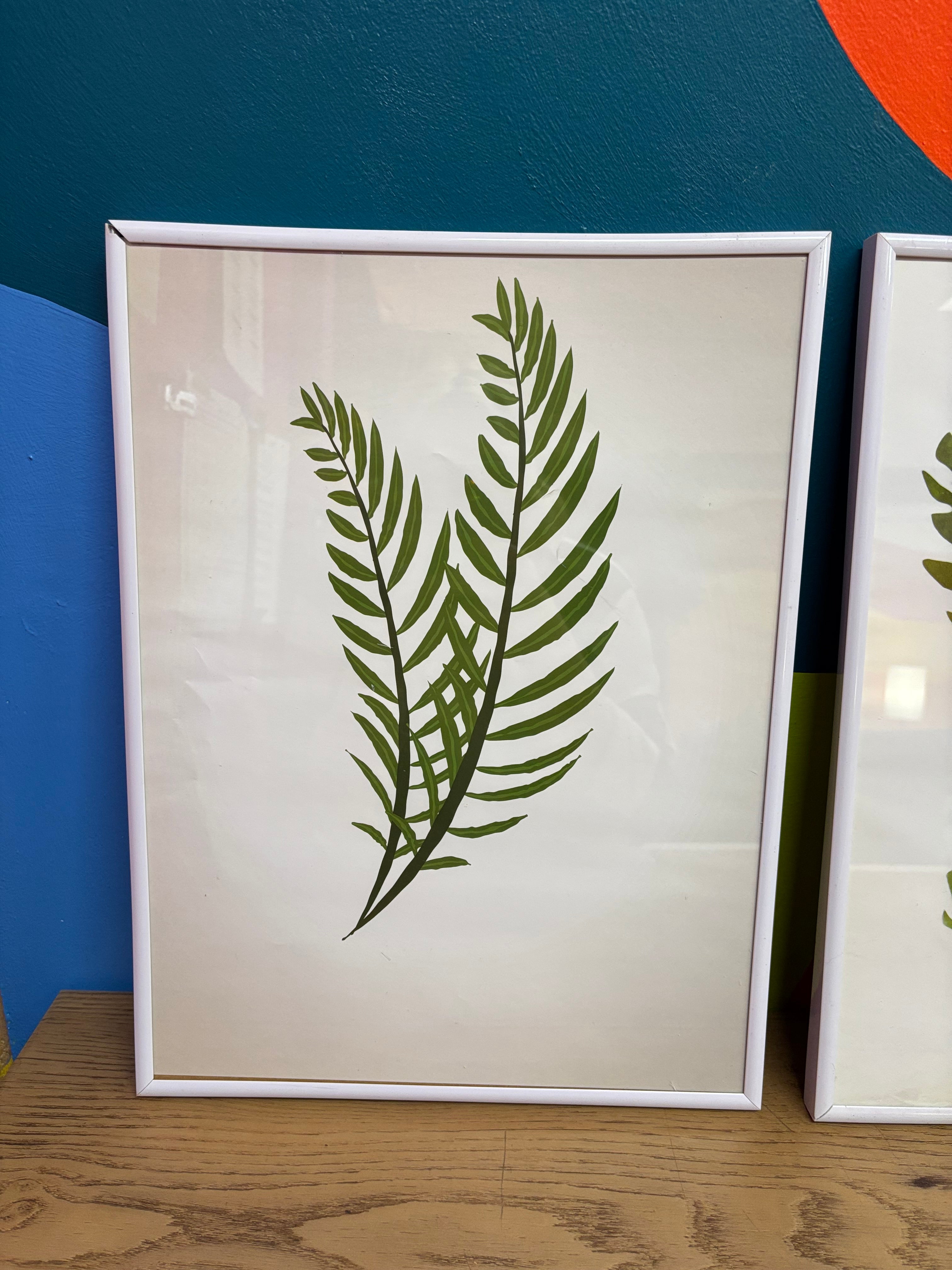 (3) Framed Plant Prints