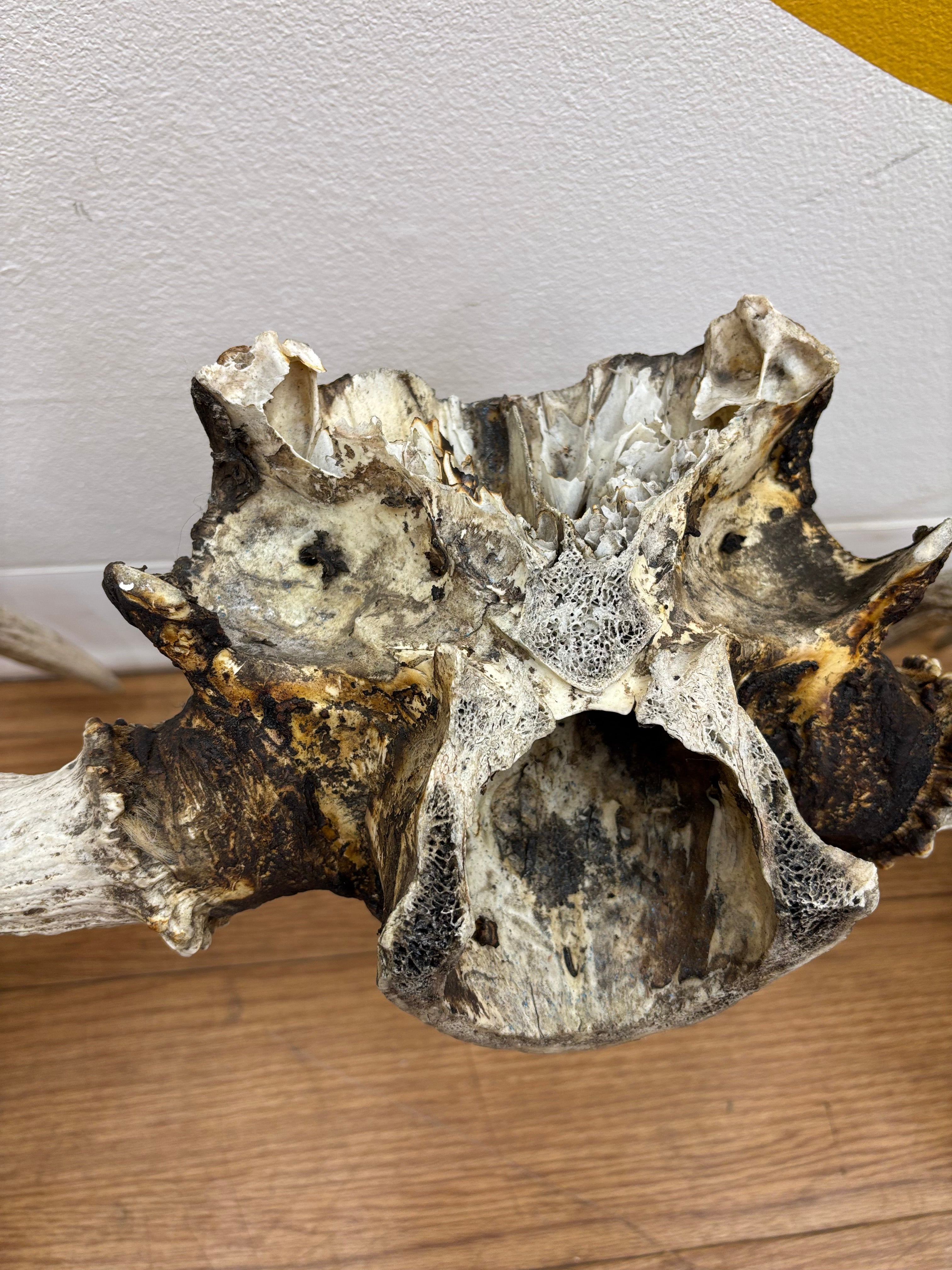 Taxidermy Antlers