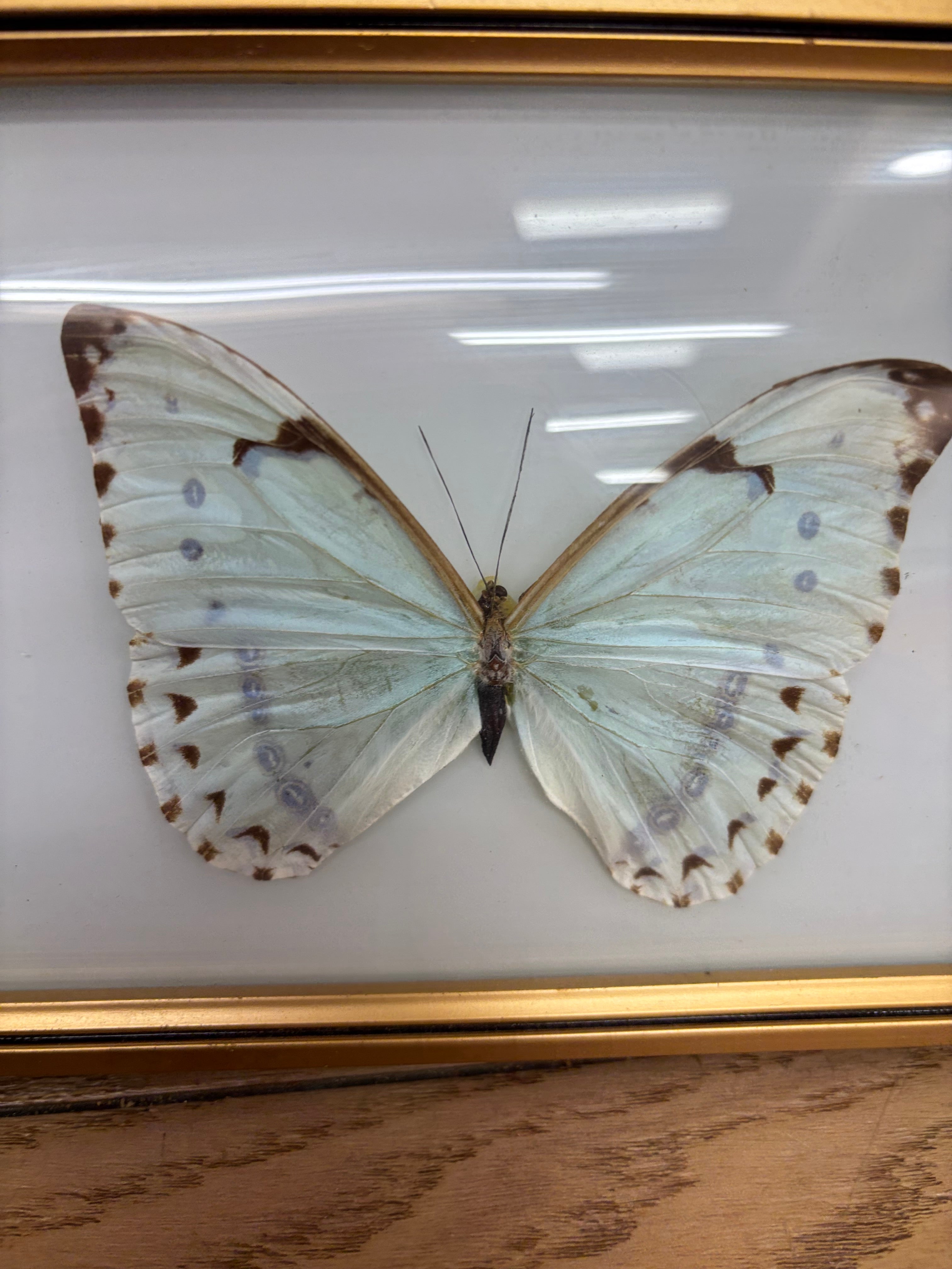 Framed Butterfly Collection
