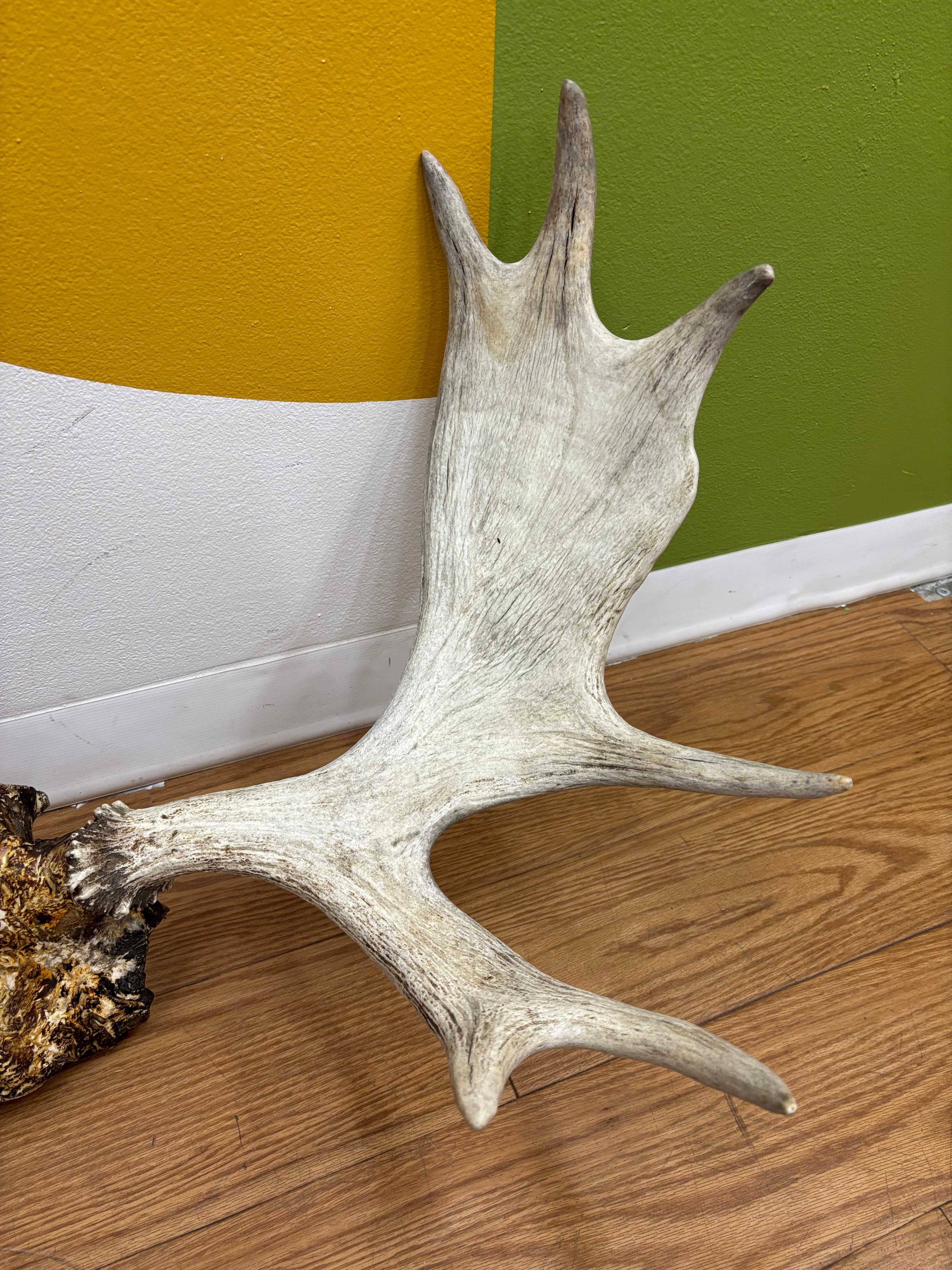 Taxidermy Antlers