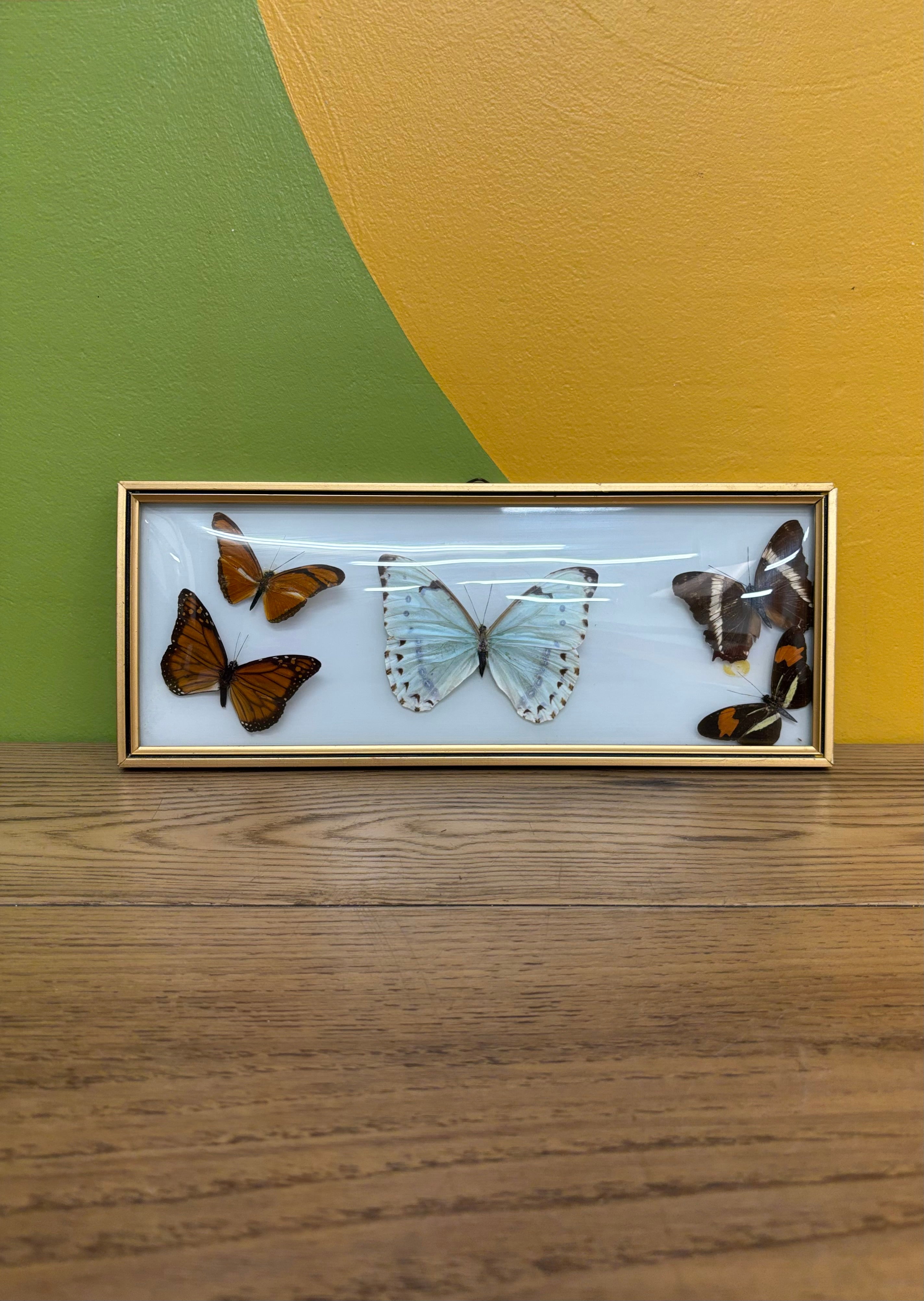 Framed Butterfly Collection