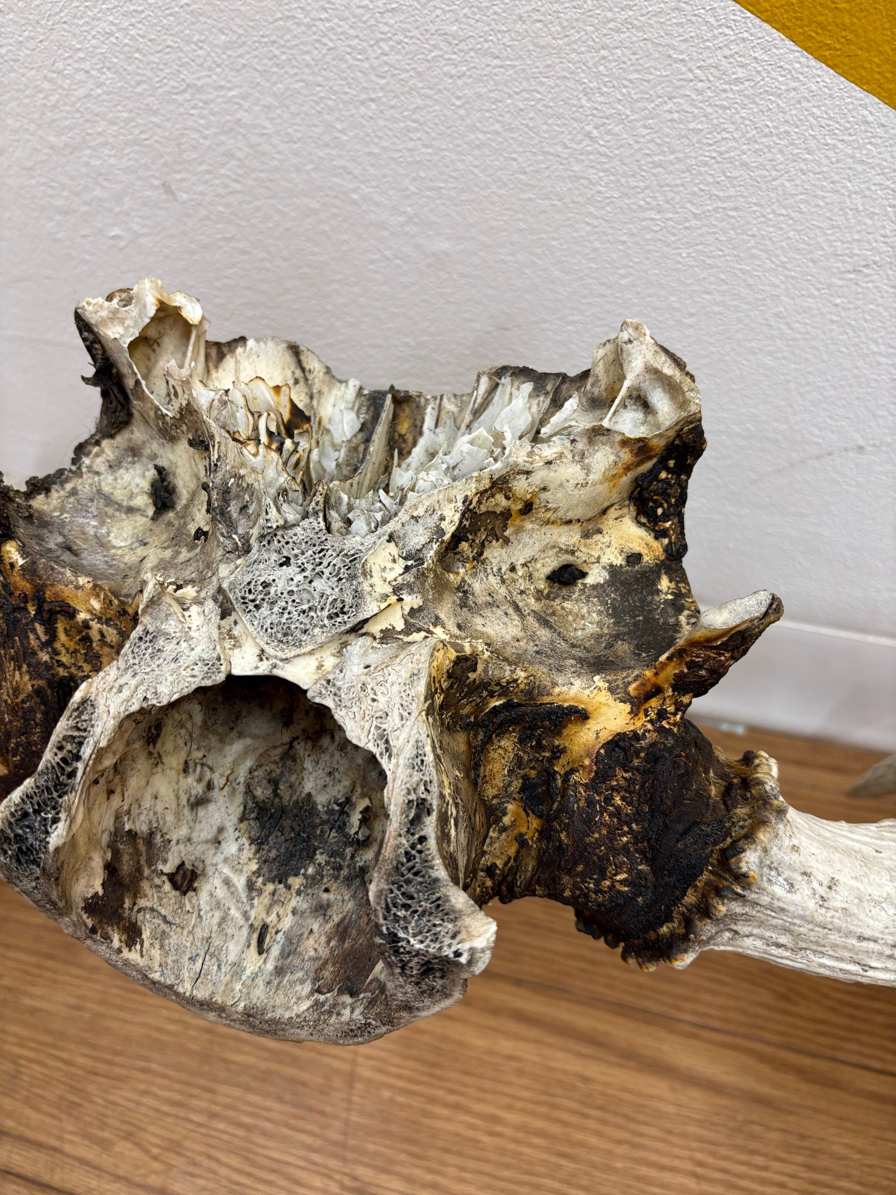 Taxidermy Antlers