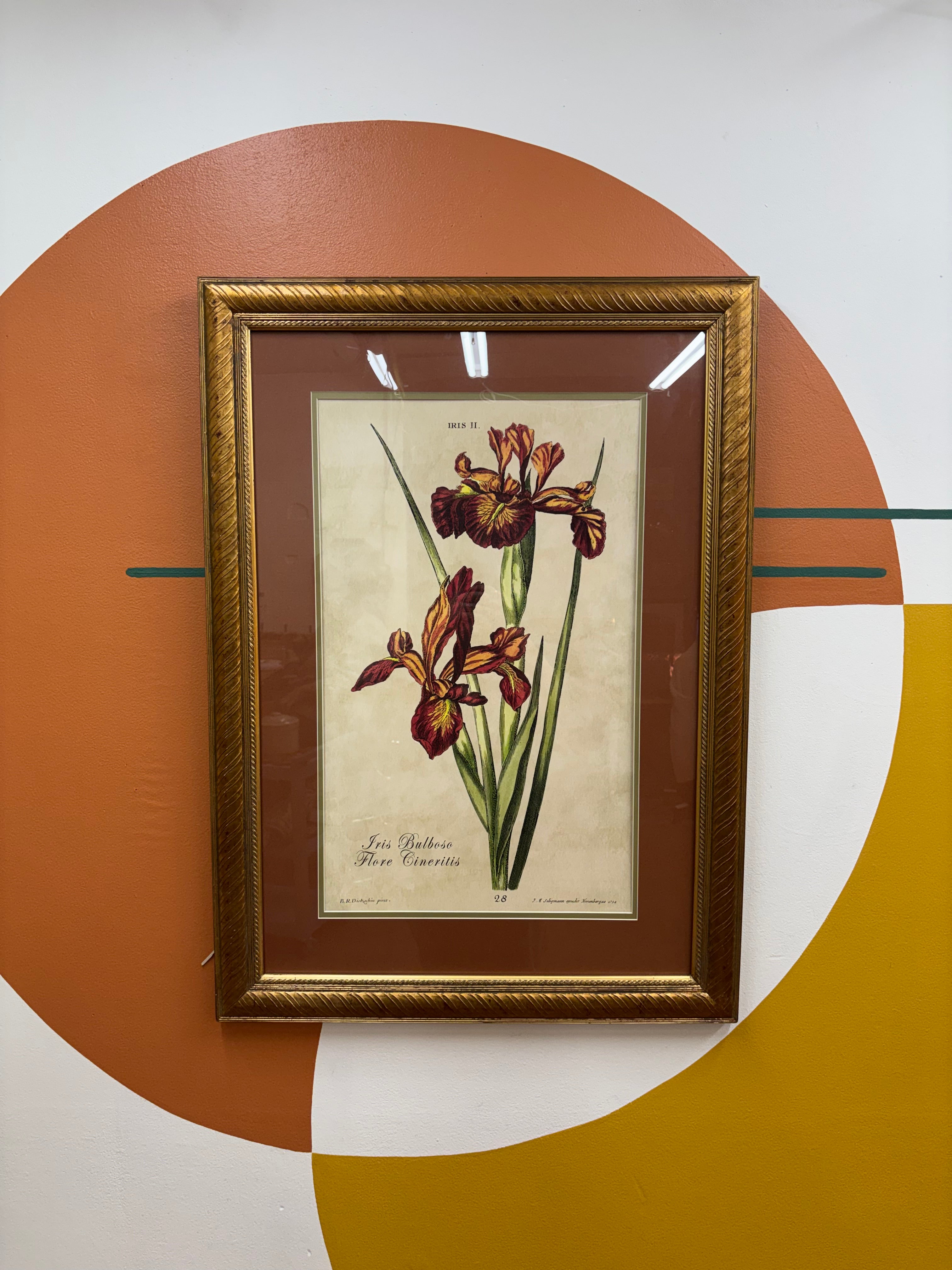 Framed Botanical Print "Iris Bulbosa Flore Cineritis"