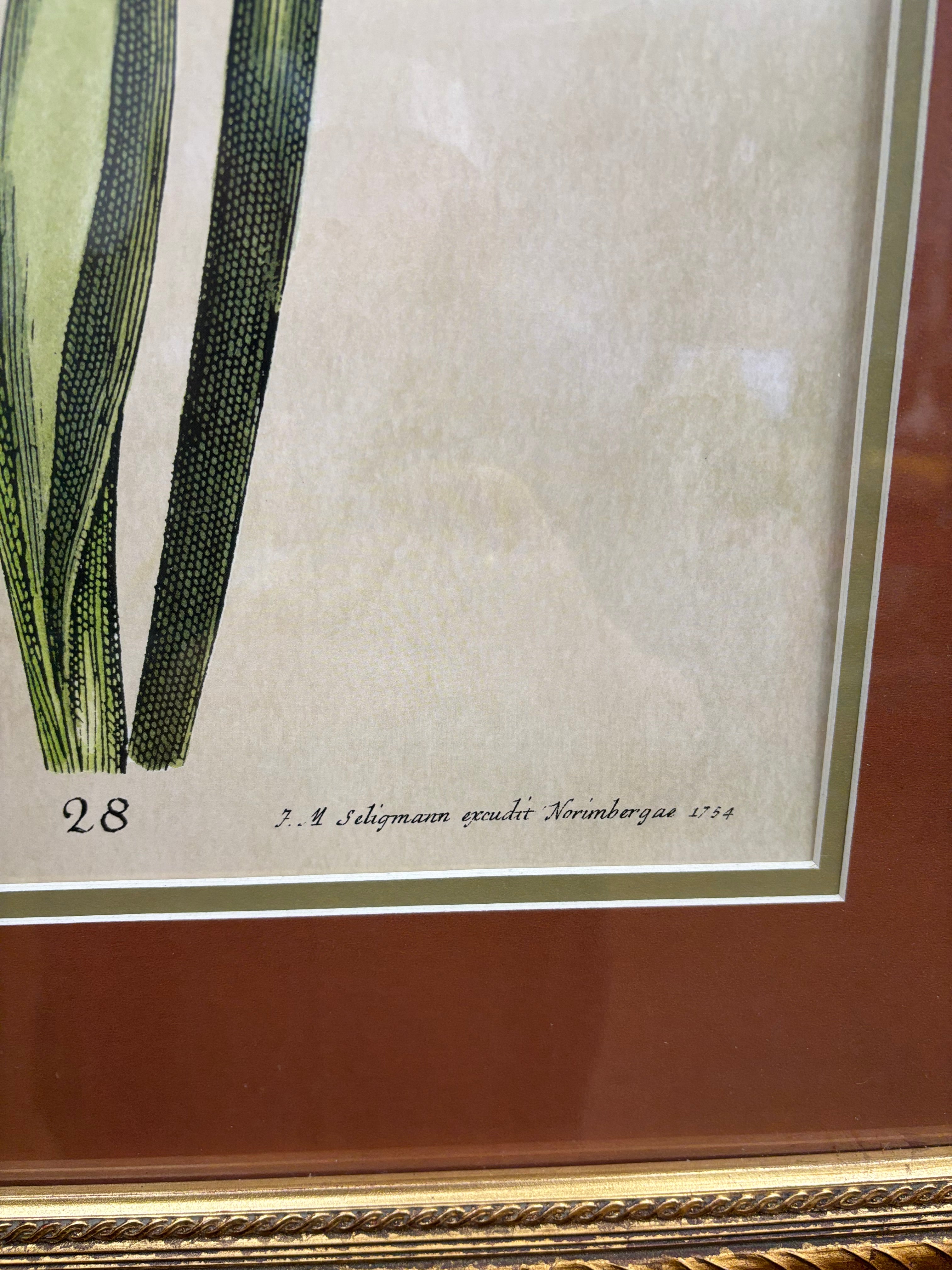Framed Botanical Print "Iris Bulbosa Flore Cineritis"