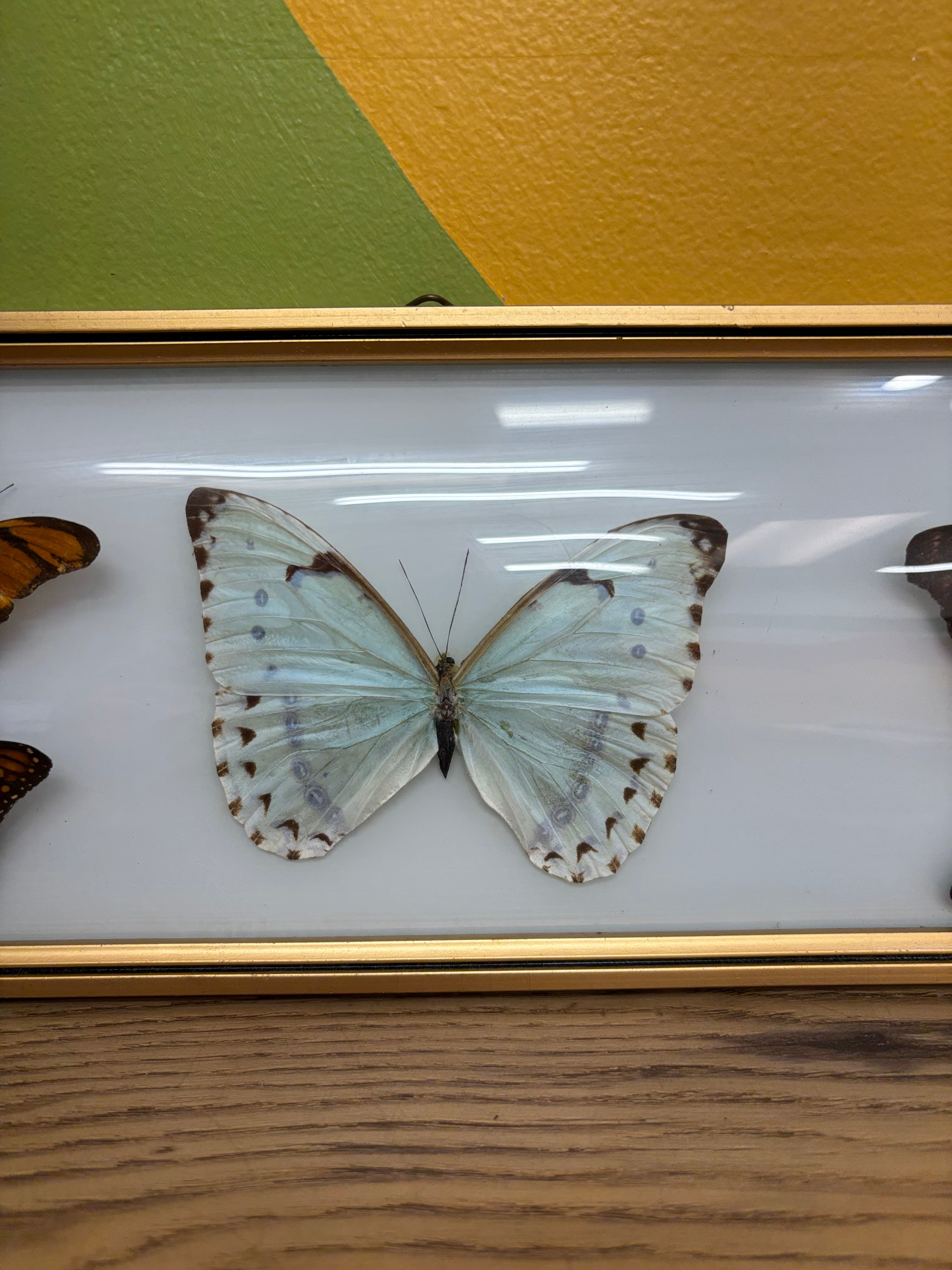 Framed Butterfly Collection