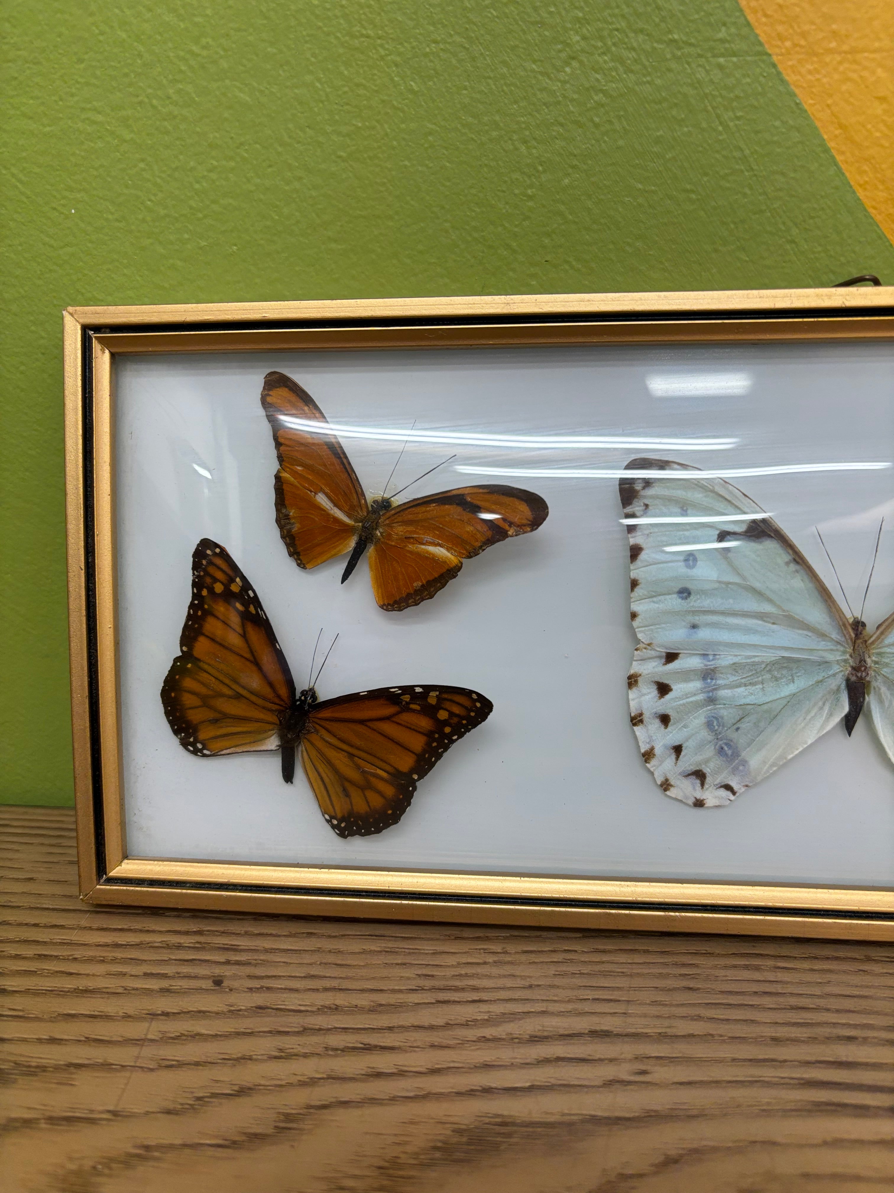 Framed Butterfly Collection