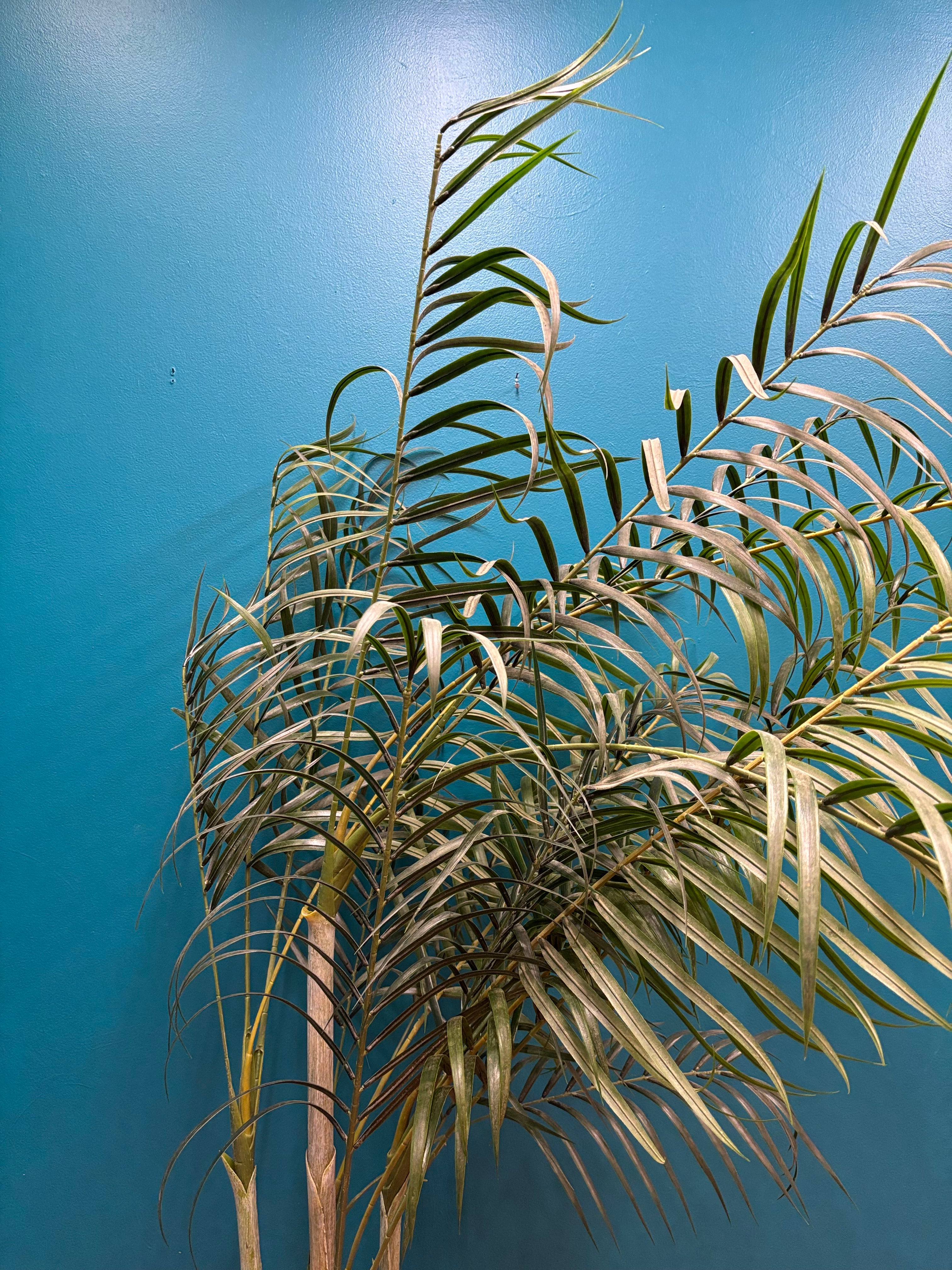 Artificial Tree (2 available)