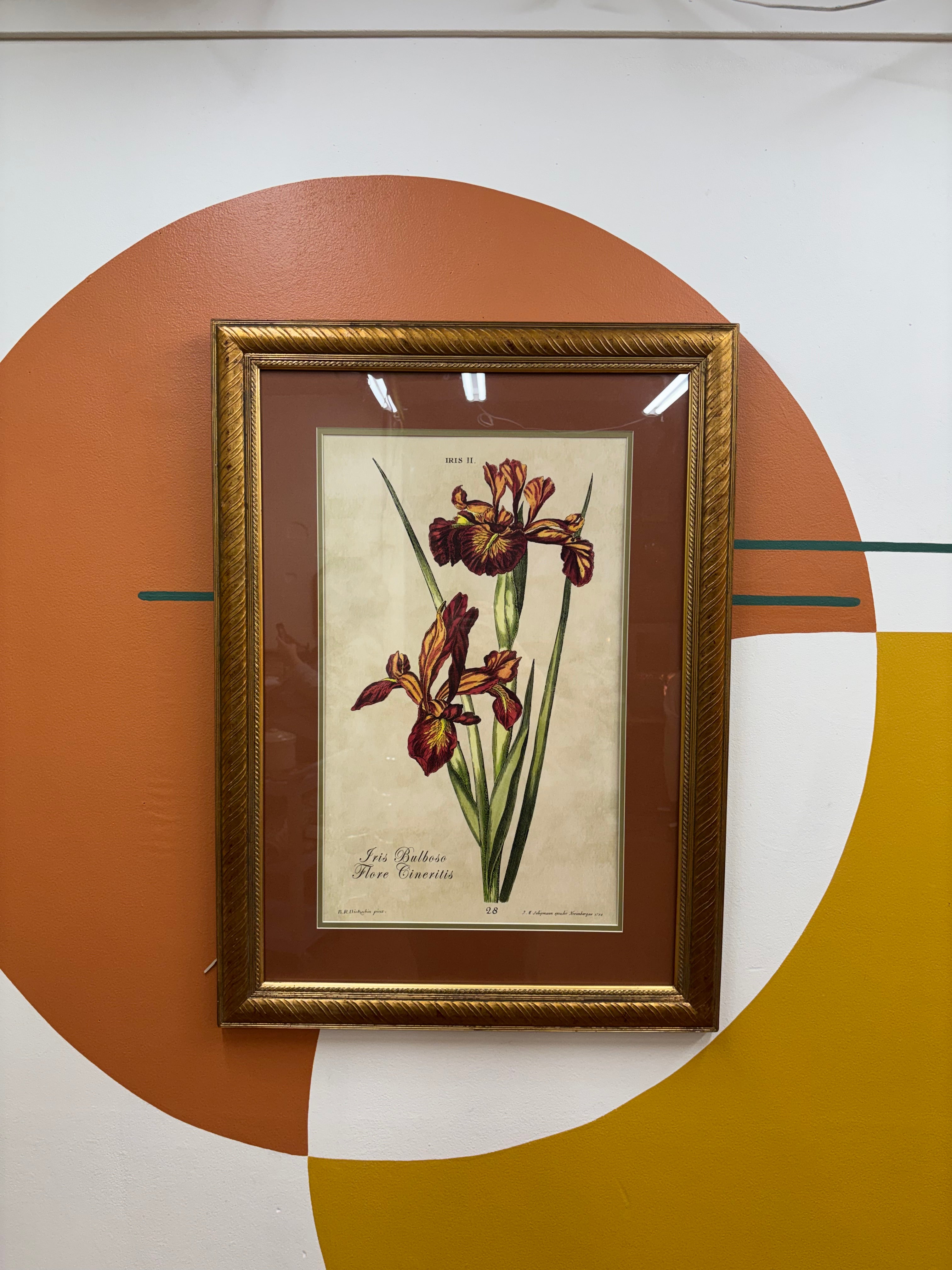 Framed Botanical Print "Iris Bulbosa Flore Cineritis"