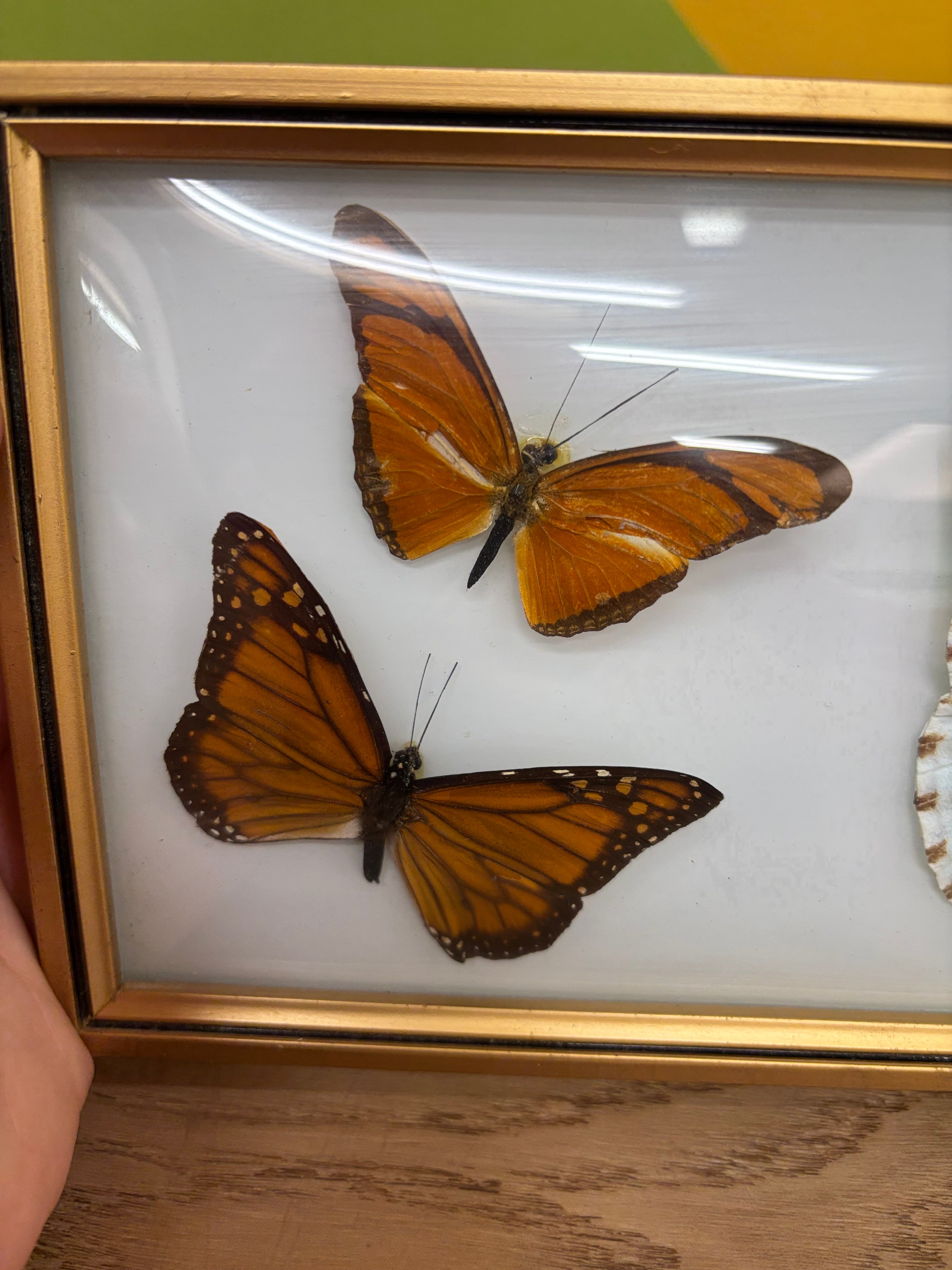 Framed Butterfly Collection