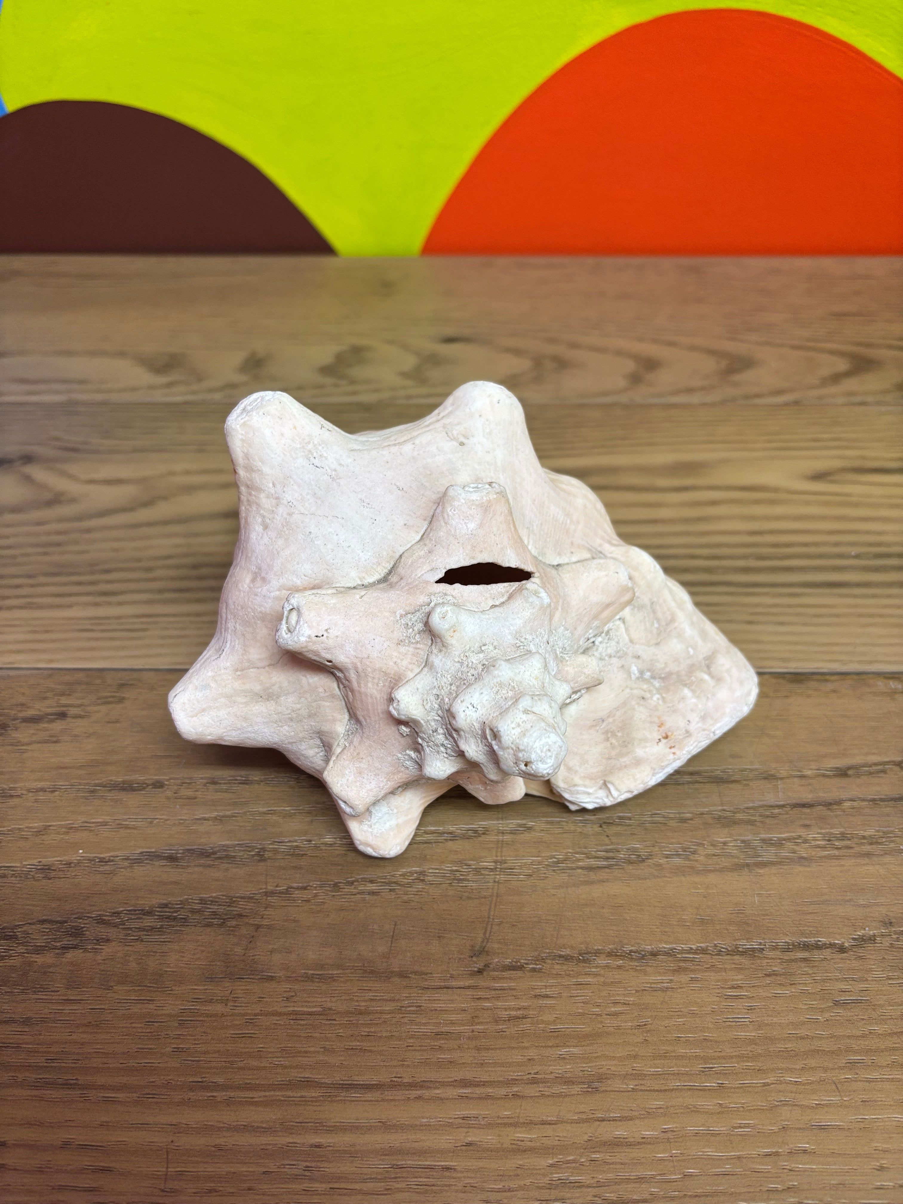 Large Sized Conch Shell