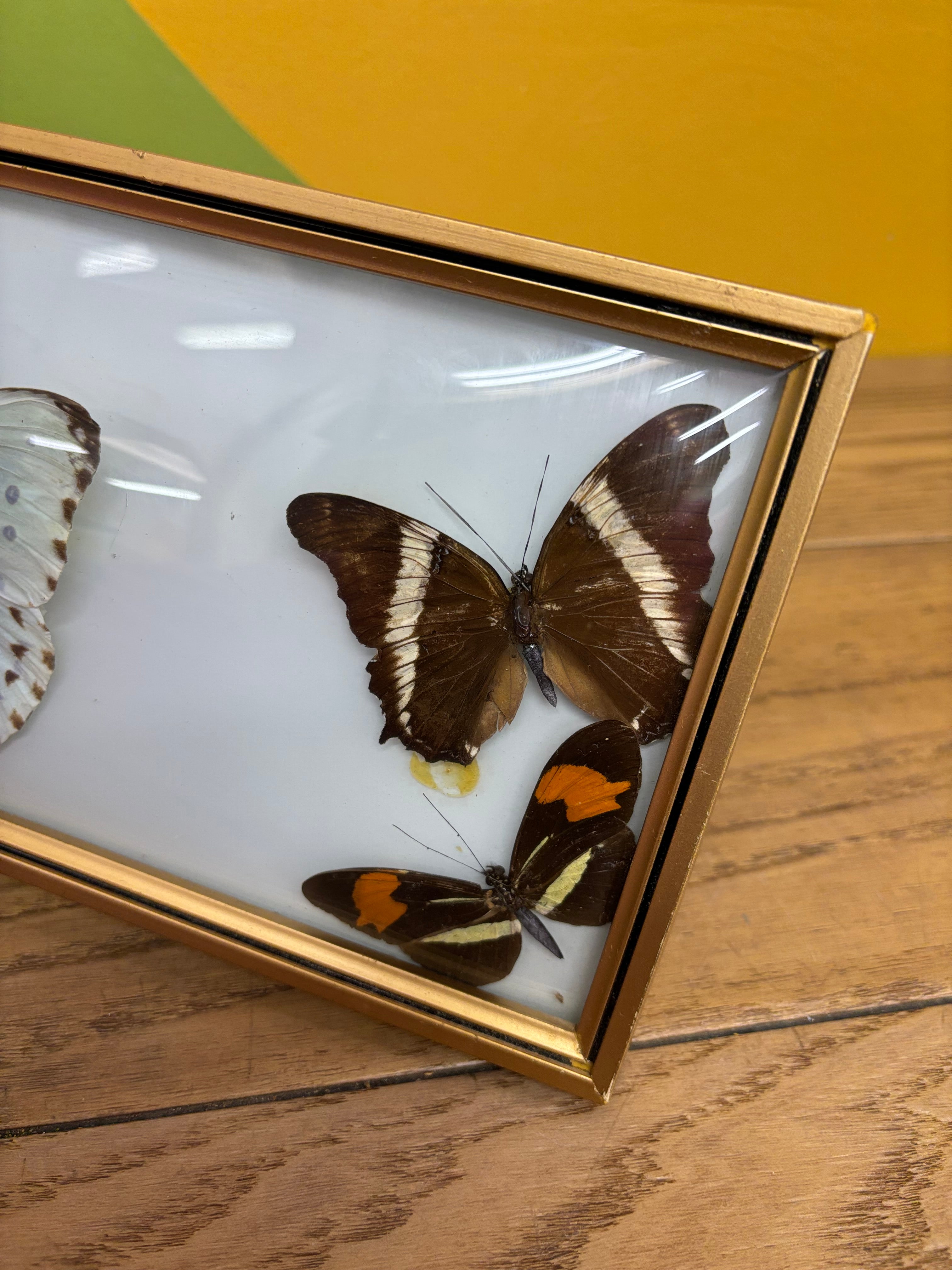 Framed Butterfly Collection