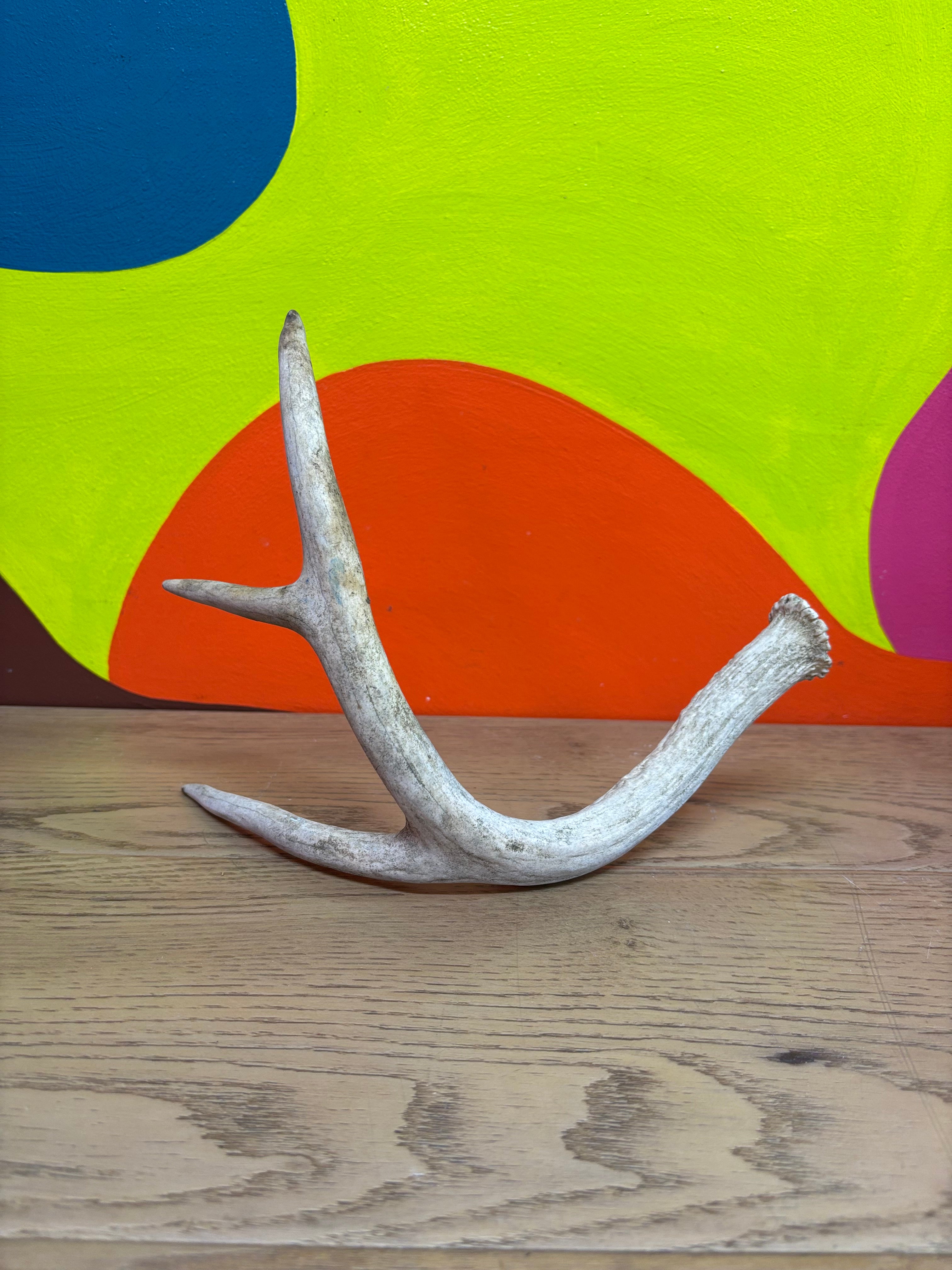 Antler