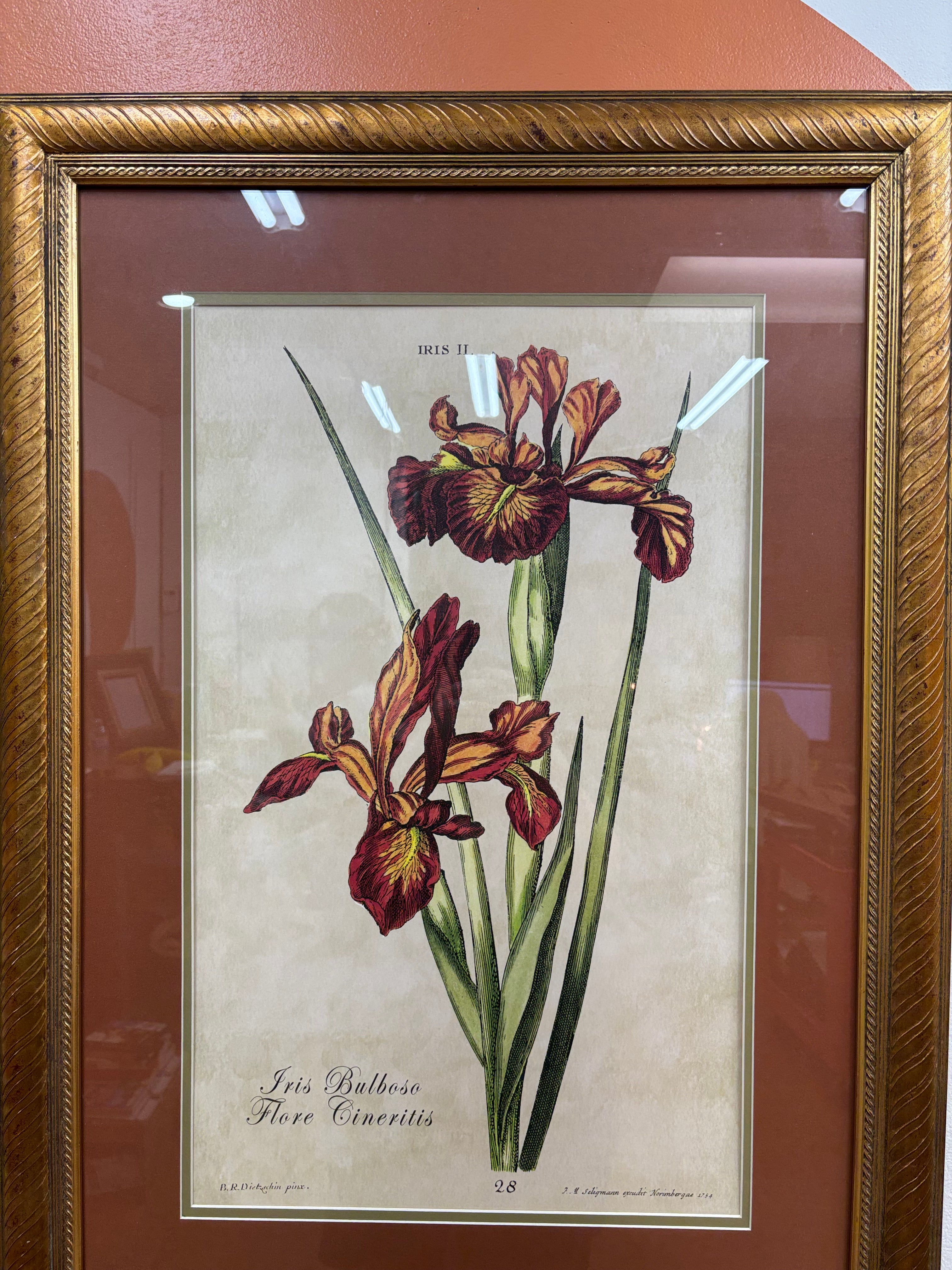 Framed Botanical Print "Iris Bulbosa Flore Cineritis"
