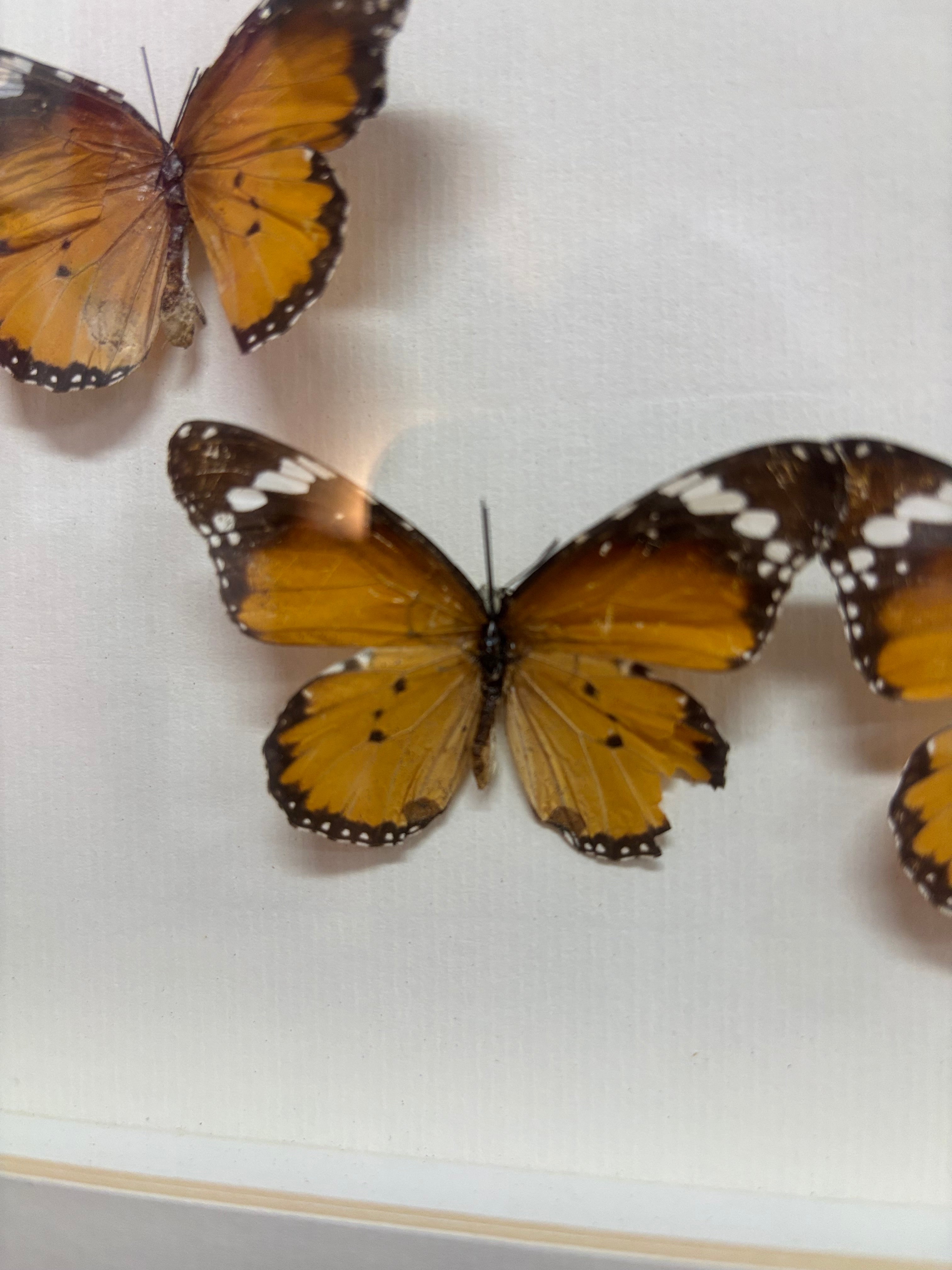 Framed Butterfly Art