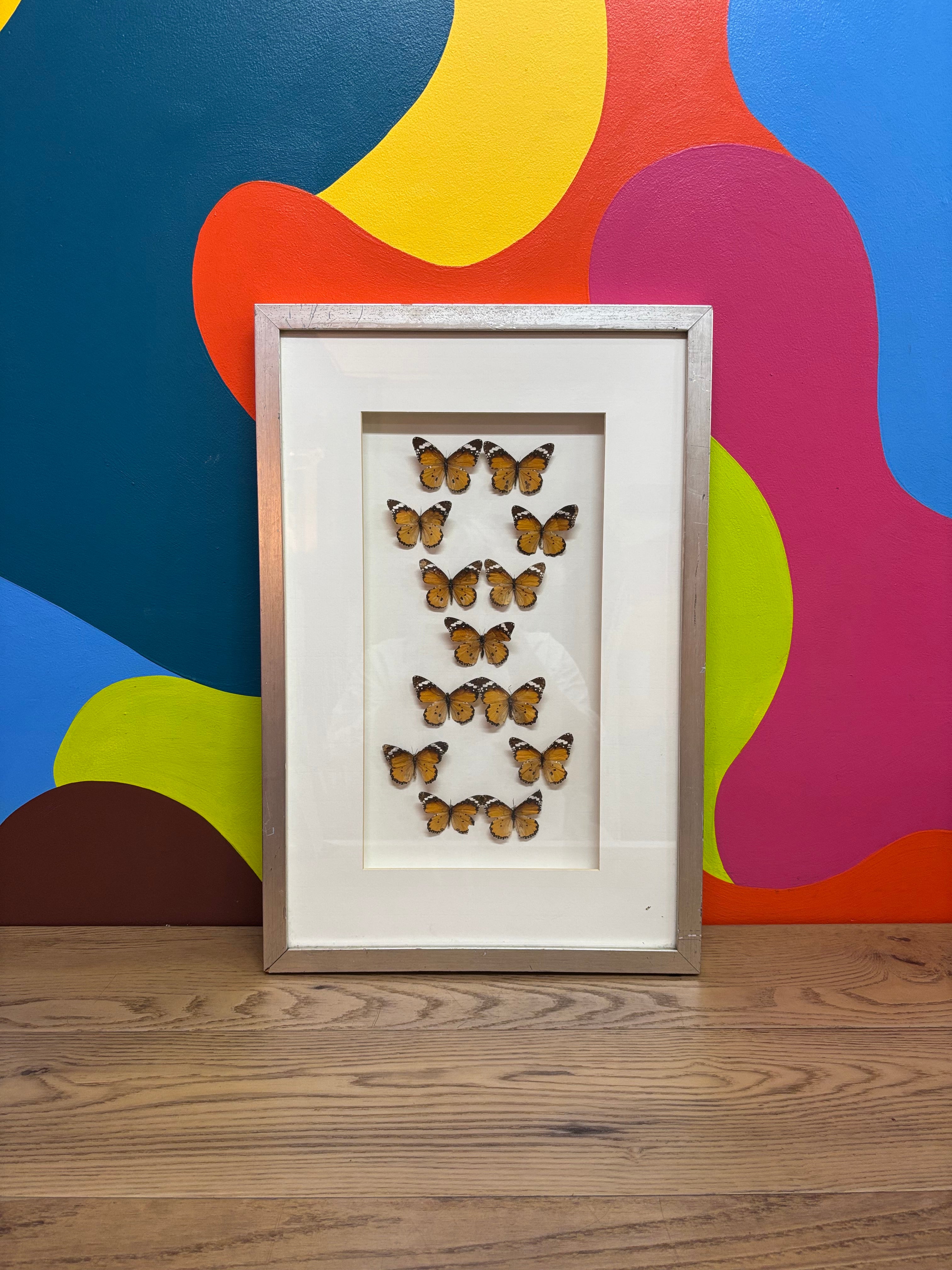 Framed Butterfly Art