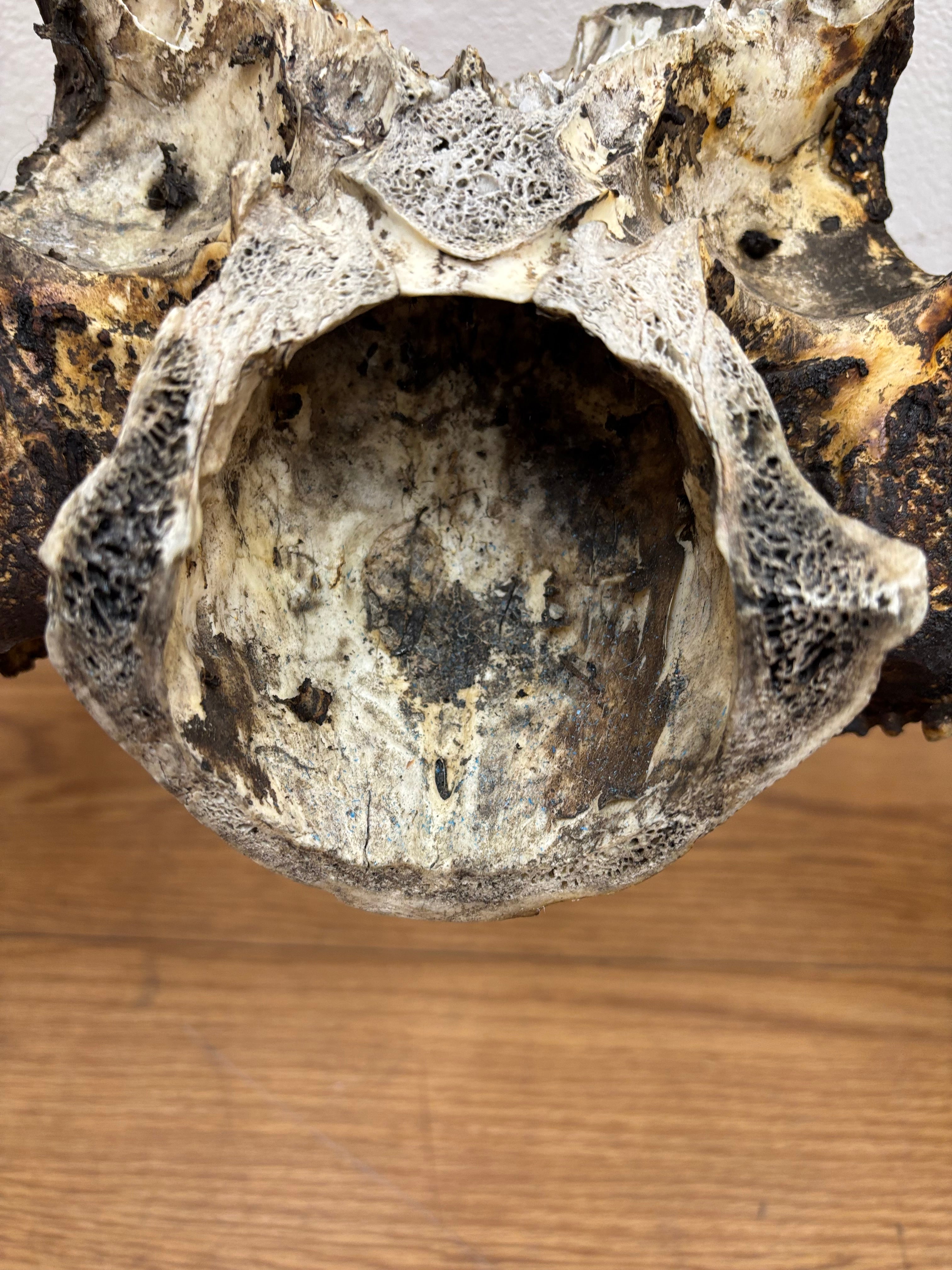 Taxidermy Antlers