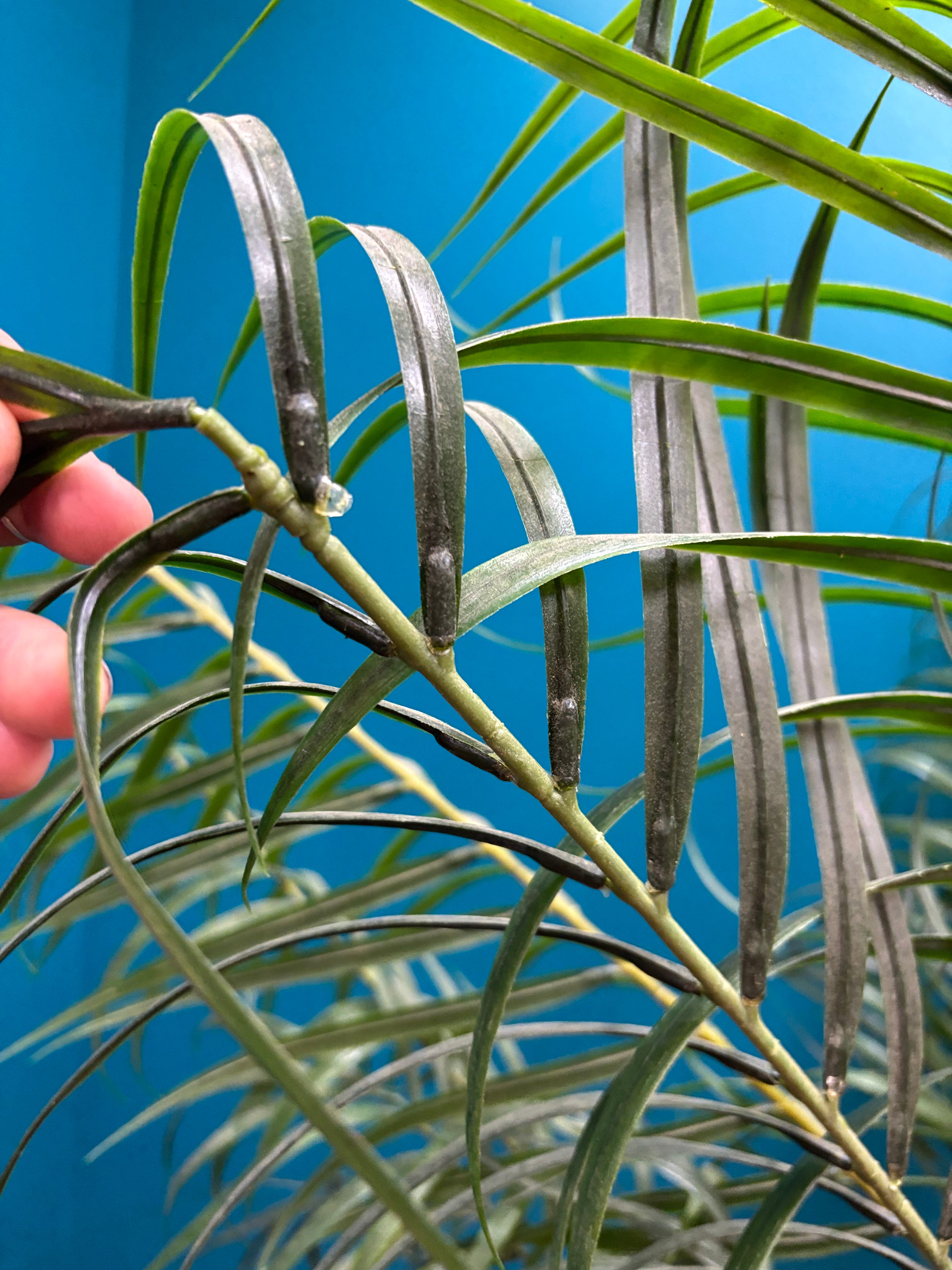 Artificial Tree (2 available)