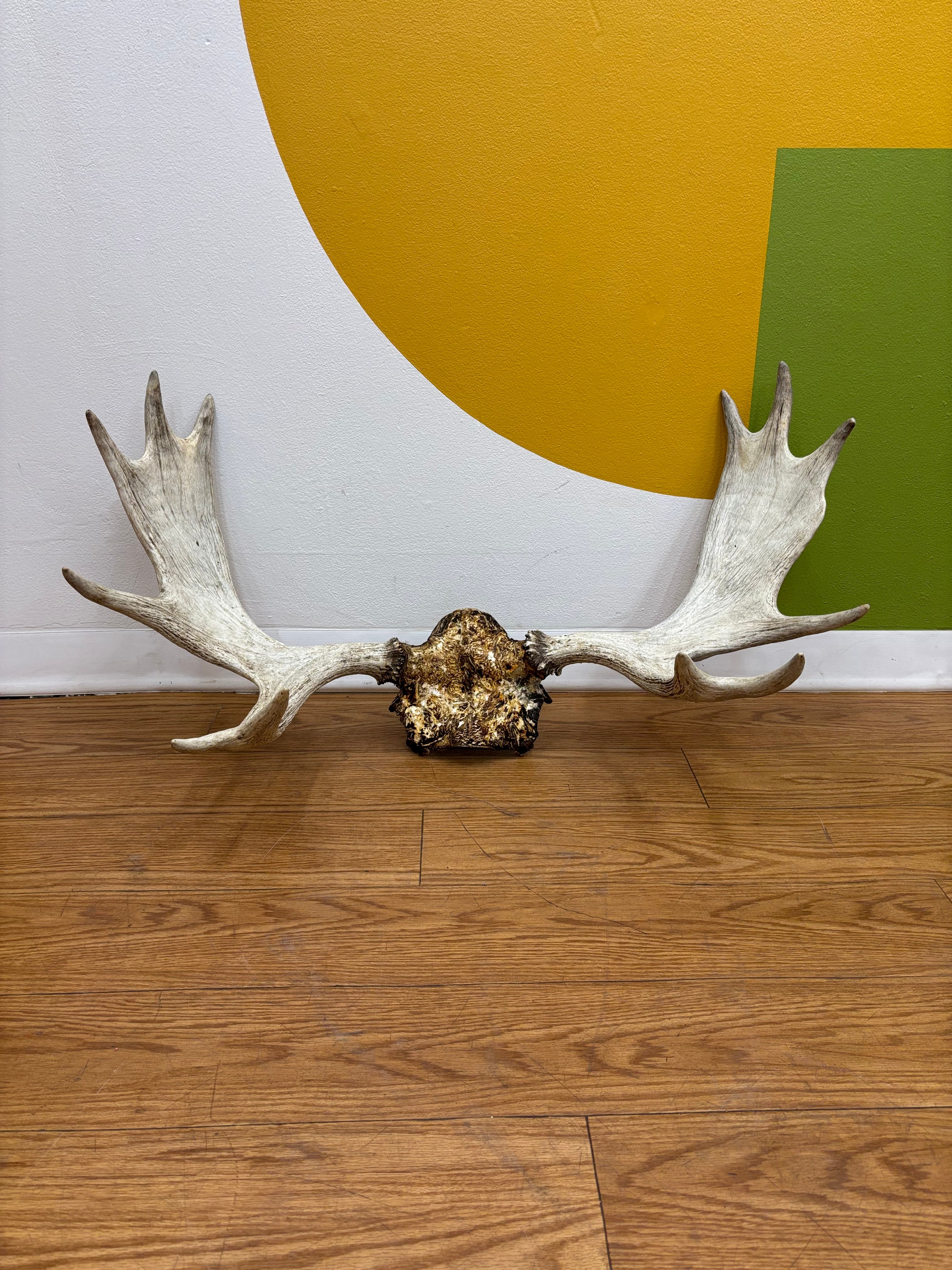 Taxidermy Antlers