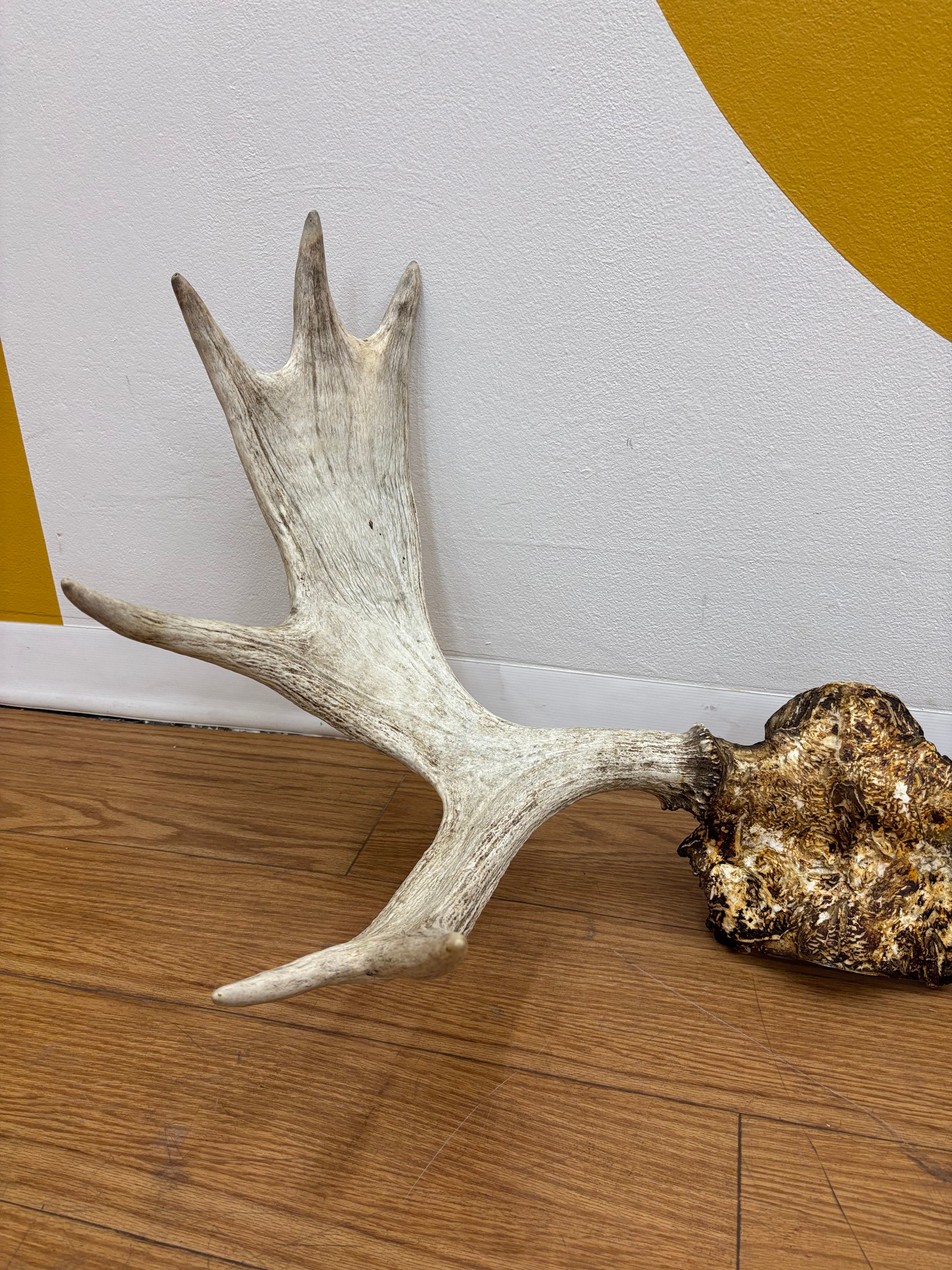 Taxidermy Antlers