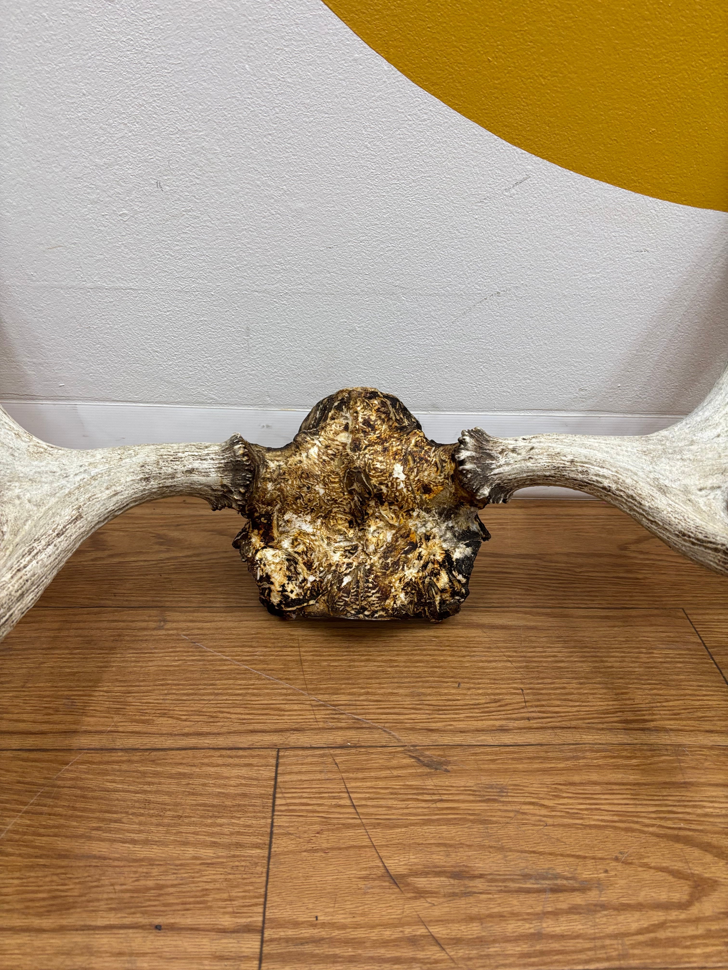 Taxidermy Antlers