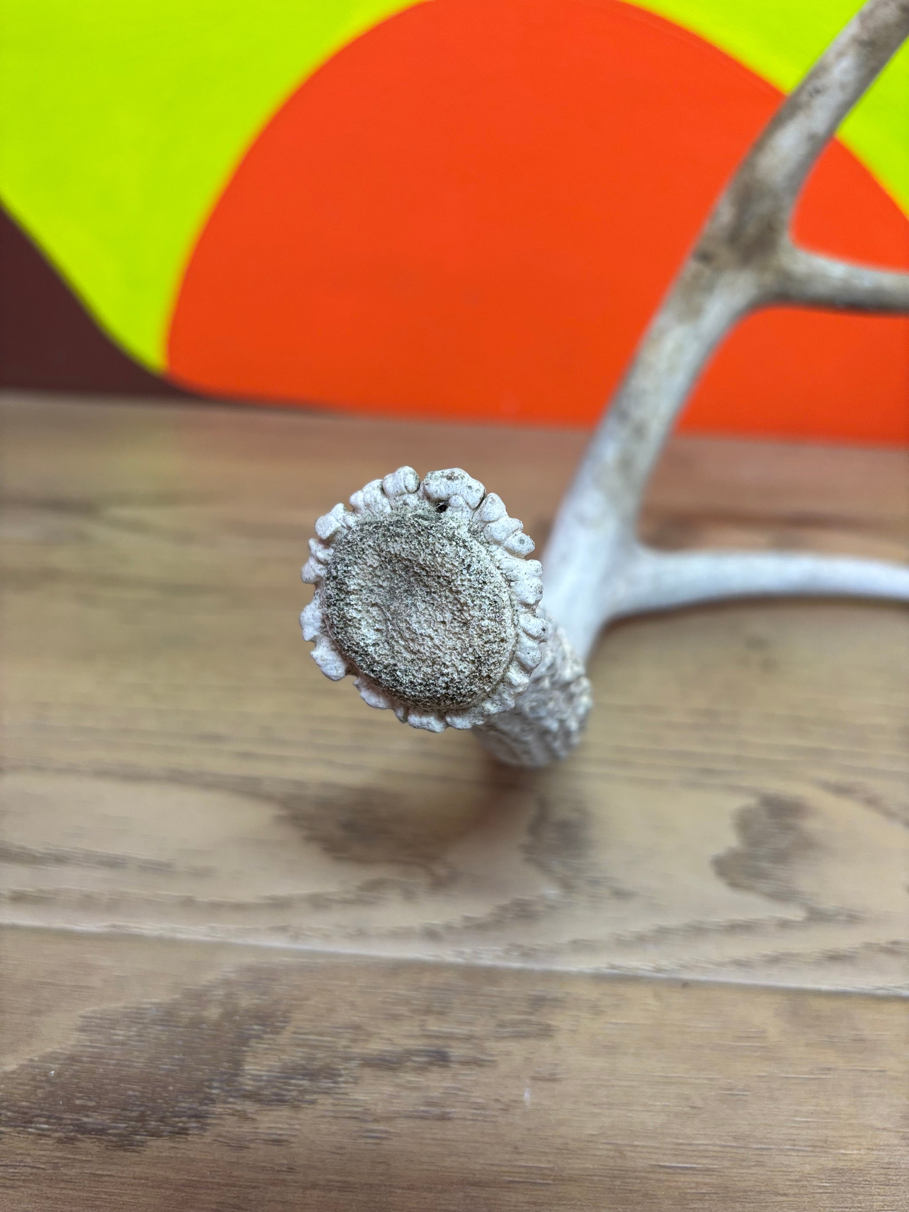 Antler