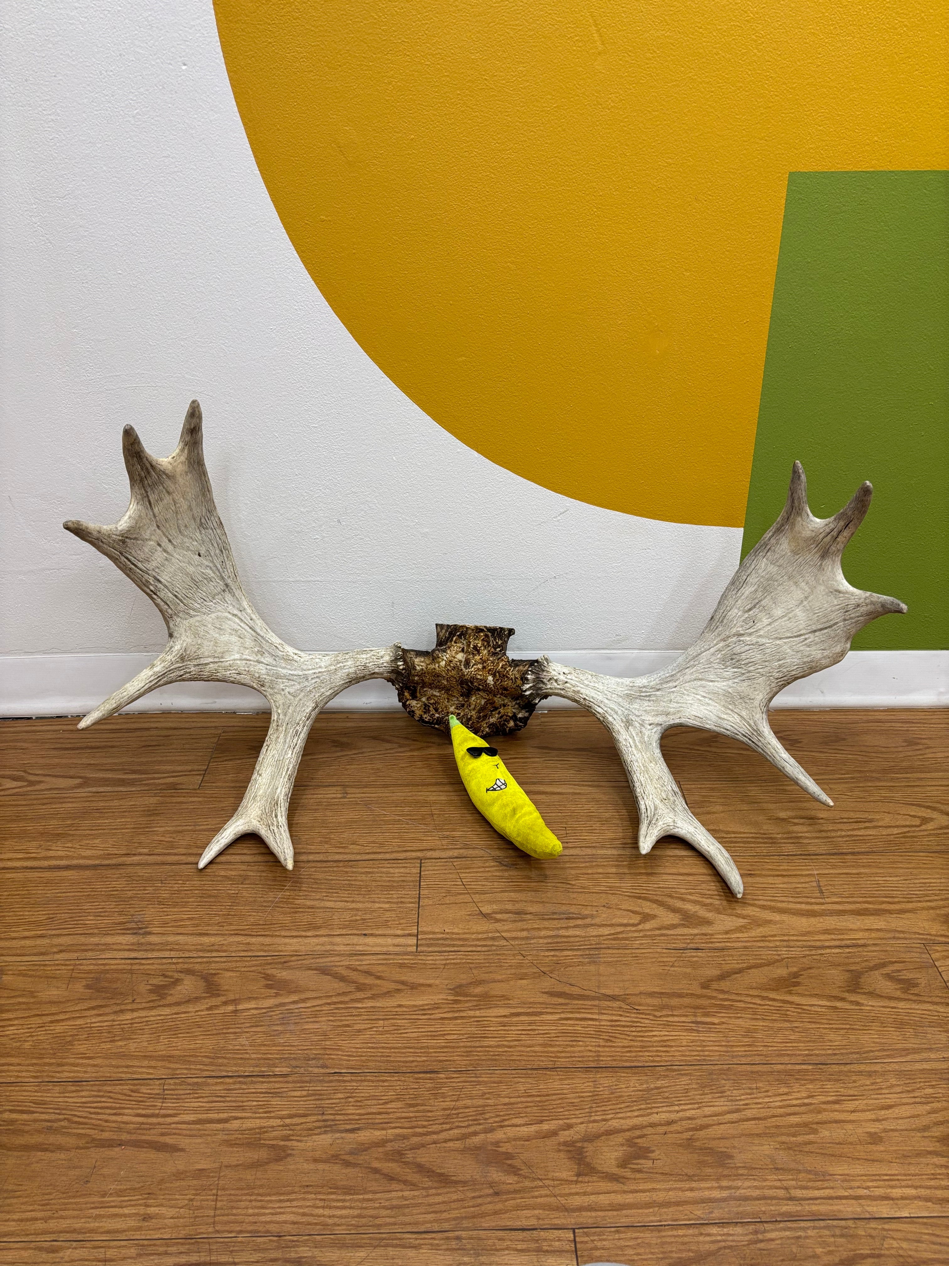 Taxidermy Antlers