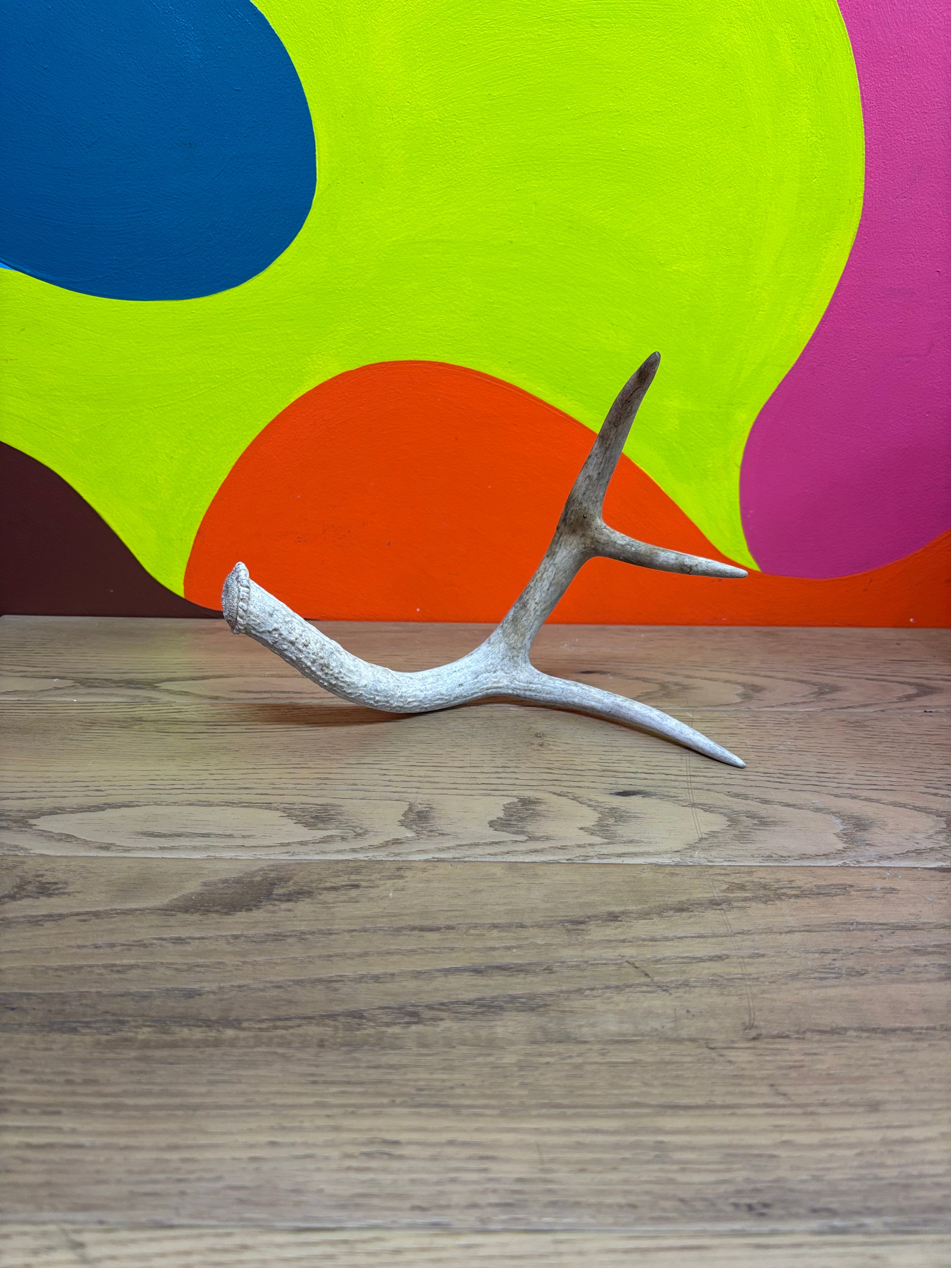 Antler